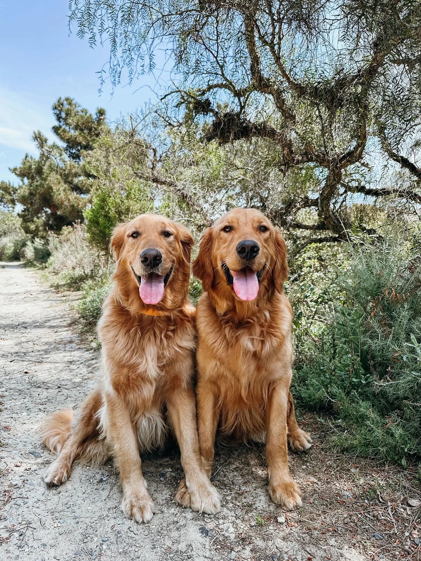 Good vibes, cool rides, and happy pups.
At Pups Will Play, we roll up in vintage VWs, leashes in hand and surf rock on blast, book an adventure for your pup 

www.pupswillplay.com

#GoldenRetrievers