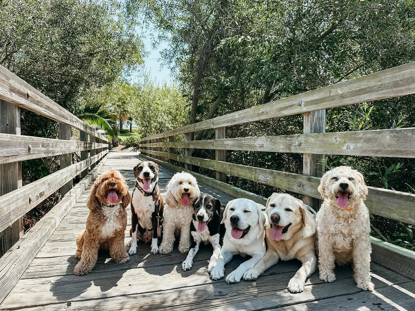 Pack pals

Busy day or just wanna treat your pup? 
At Pups Will Play, our walks are more than just potty breaks &mdash; they&rsquo;re adventures. We pick up vintage VW &amp; hit the ground with your pup movin&rsquo; and groovin&rsquo; 

#MiniGoldenDo