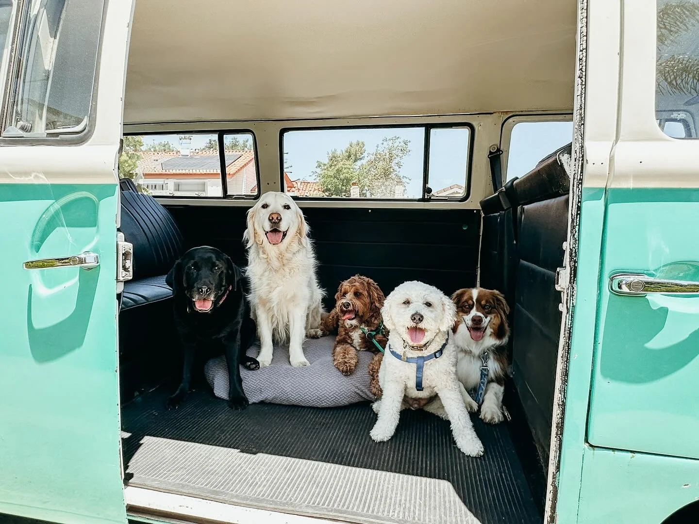 After a fun walk, it&rsquo;s all smiles. At Pups Will Play, the adventure doesn&rsquo;t stop after the walk, we keep it rolling 

#BlackLab #EnglishCreamRetriever #MiniGoldenDoodle #BichonFrise #AustralianShepherd
