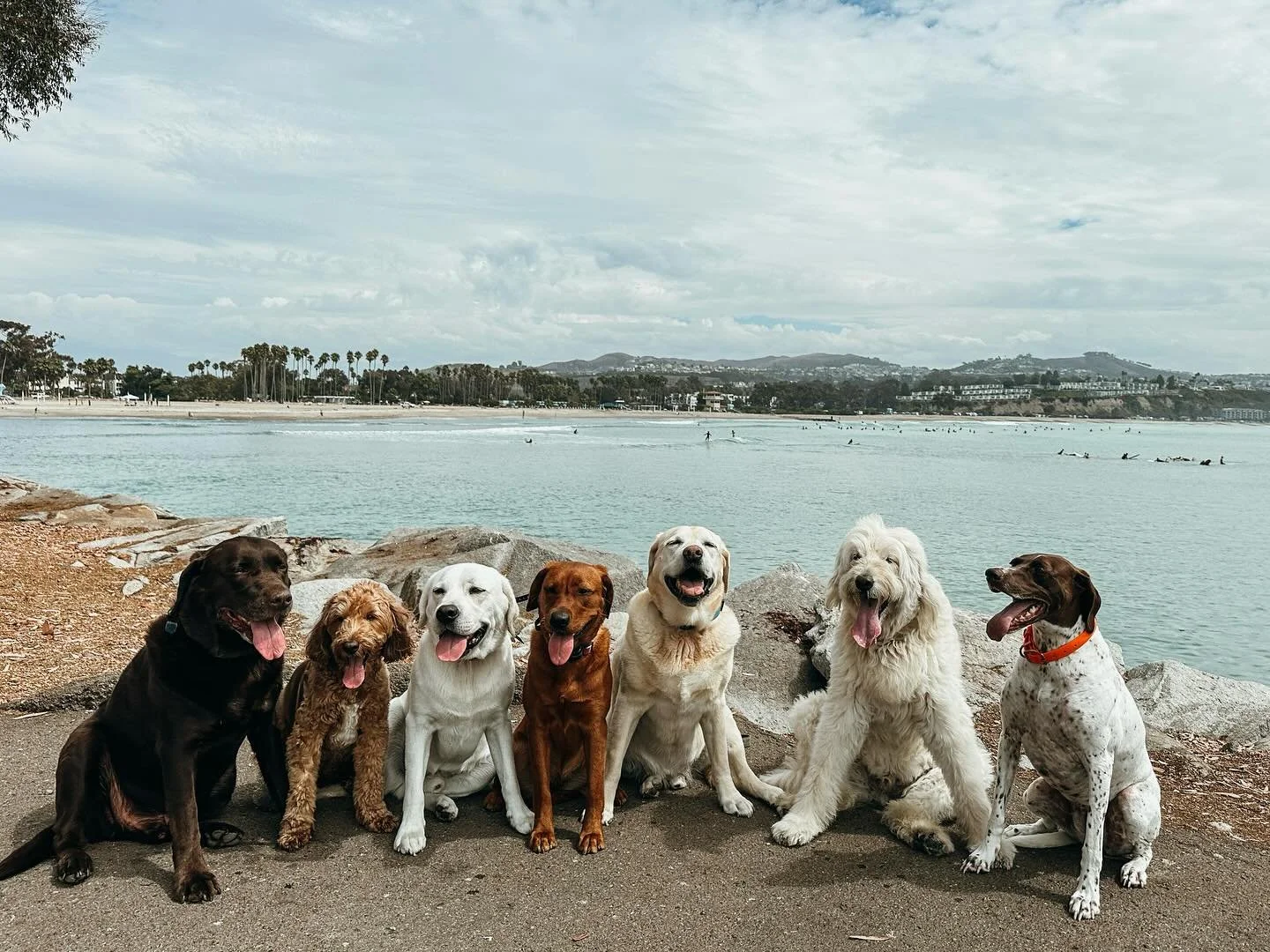 We walk dogs. We spoil dogs. We roll up in vintage VWs. Pups Will Play gives your pup the walk &amp; adventure they deserve. Visit our website to learn more; www.PupsWillPlay.com

#ChocolateLab #GoldenDoodle #WhiteLab #RedFoxLab #YellowLab #Doodle #G