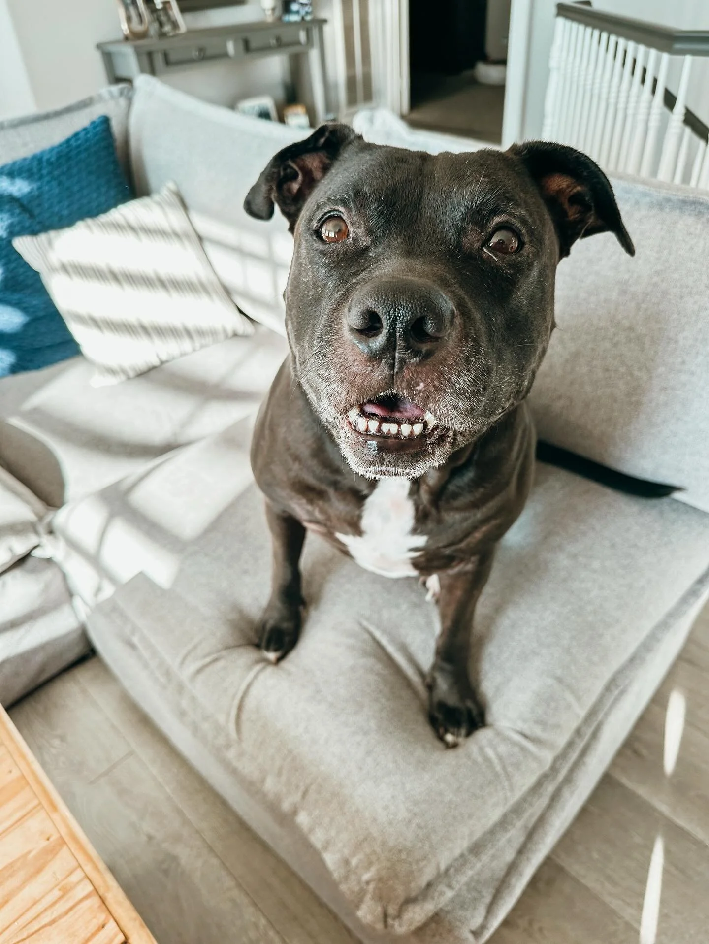 Goin&rsquo; outta town? Our pet sitting services are all about keeping things easy. We customize our pet care so your dog gets all the love &amp; attention while you get total peace of mind knowing they are in great hands

#Pitbull