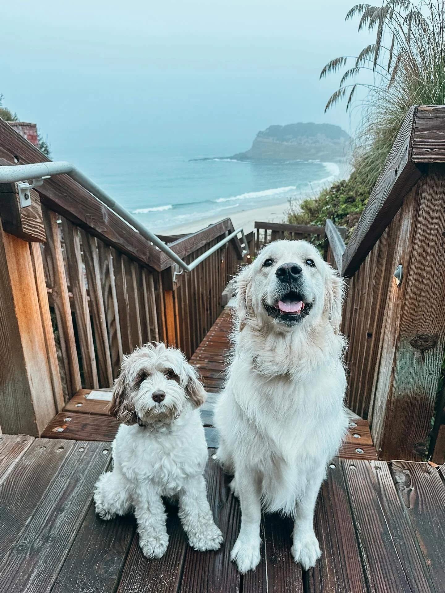 Foggy morning walk 

We walk 6 days a week. Schedule your pup&rsquo;s next adventure with us. Plus, enjoy post-walk photos and personalized report cards straight to you

#Doodle #GoldenRetriever