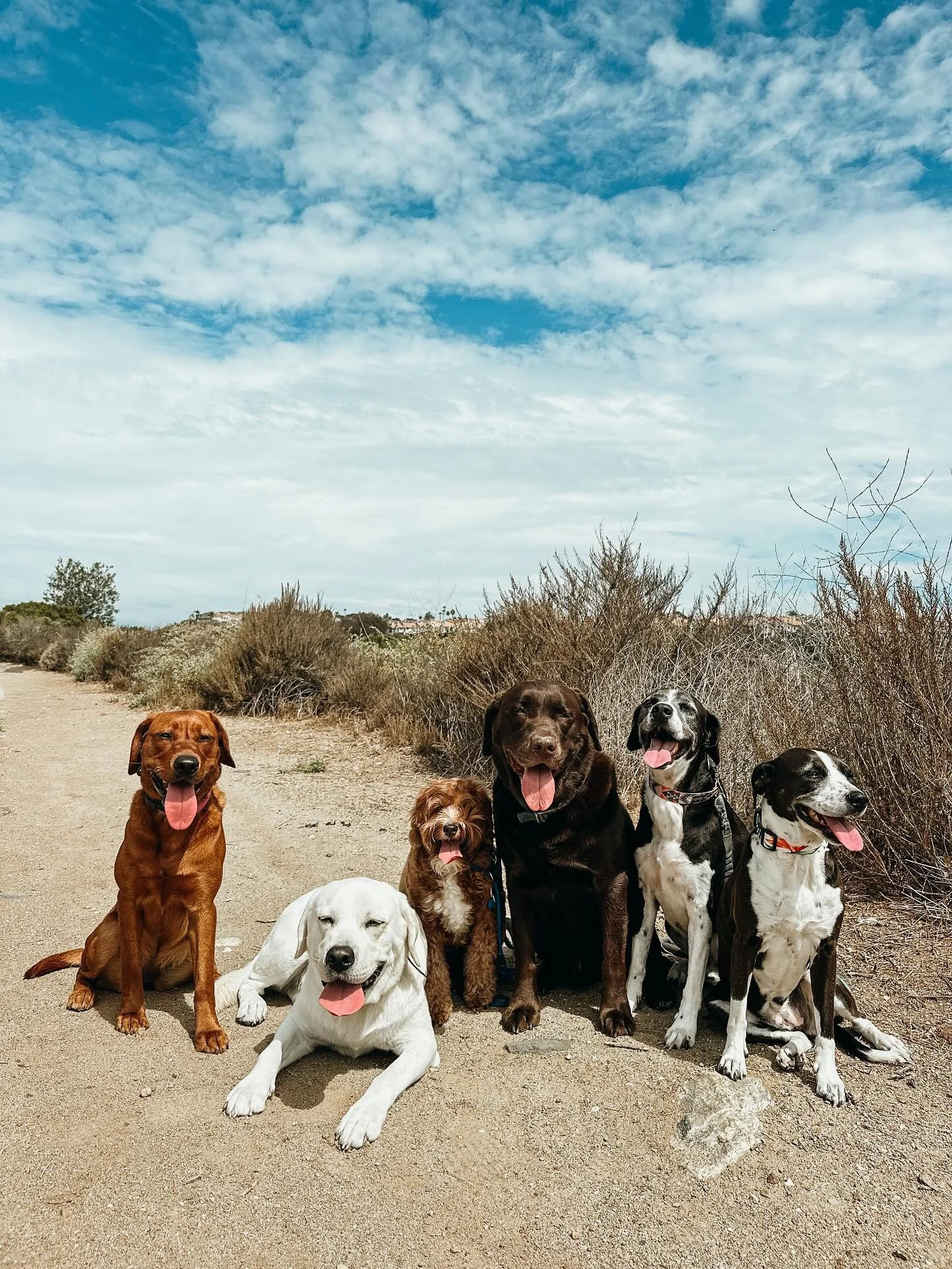 Why settle for one best friend when you can have a whole squad? We love a good trail. Book a pack walk for your pup

#RedFoxLab #WhiteLab #MiniGoldenDoodle #ChocolateLab #Mutts
