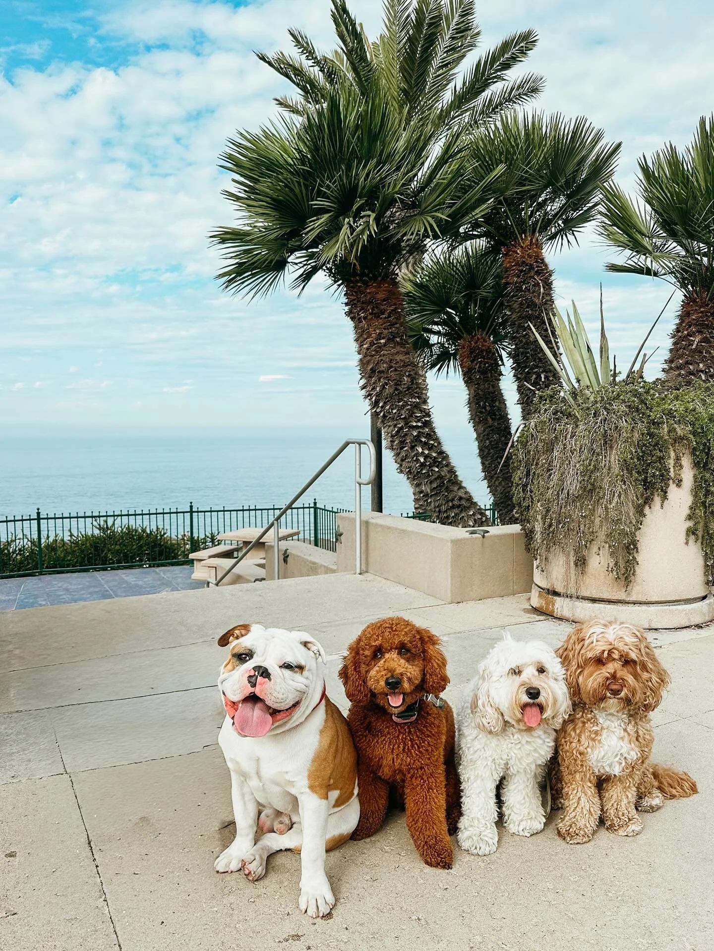 Squad goals 

Book a pack walk for your pup 

#BullDog #GoldenDoodle #MiniAustralianLabradoodles