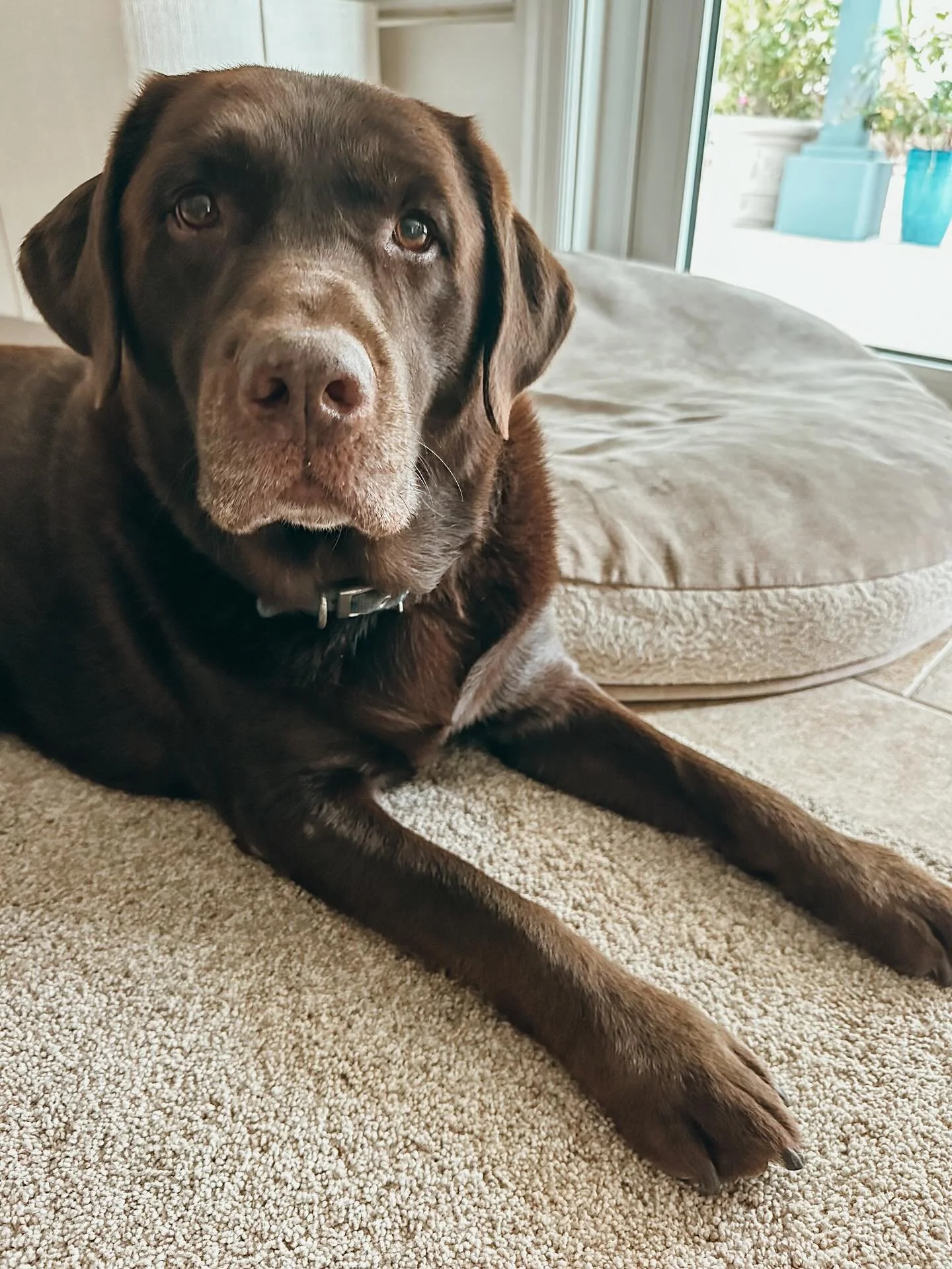 At Pups Will Play, our pet sitting is anything but basic, we customize our services to best serve you &amp; your pup. Visit our website to learn more www.pupswillplay.com

#ChocolateLab