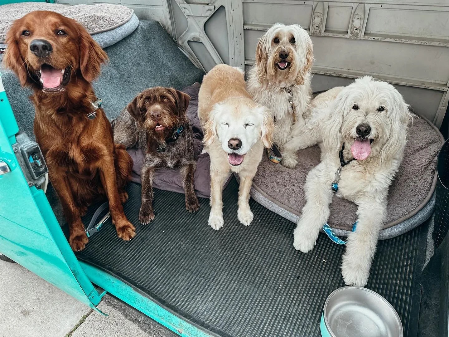 At Pups Will Play, we believe every dog deserves more than just a walk. Our boutique dog walking and pet sitting services bring the fun right to your doorstep, in a classic VW! Visit our website to learn more; www.pupswillplay.com

#IrishSetter #Wire