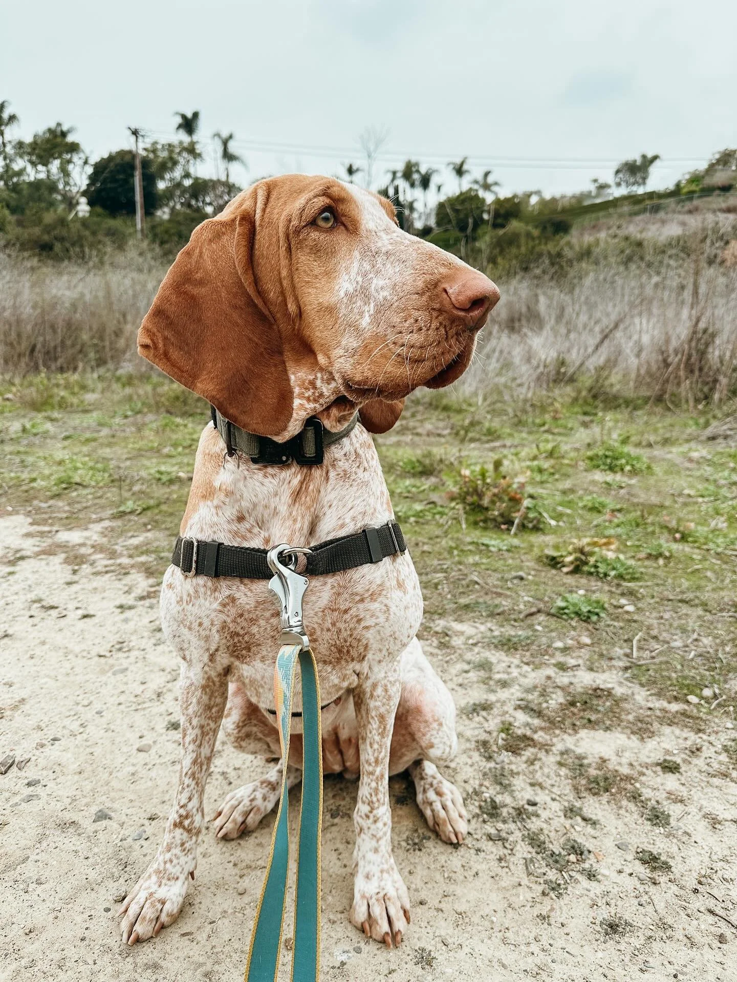 Busy day or just wanna treat your pup? 
At Pups Will Play, our walks are more than just potty breaks, they&rsquo;re adventures. We offer individual &amp; pack walks. Join us and book some fun for your pup 

#BraccoItaliano