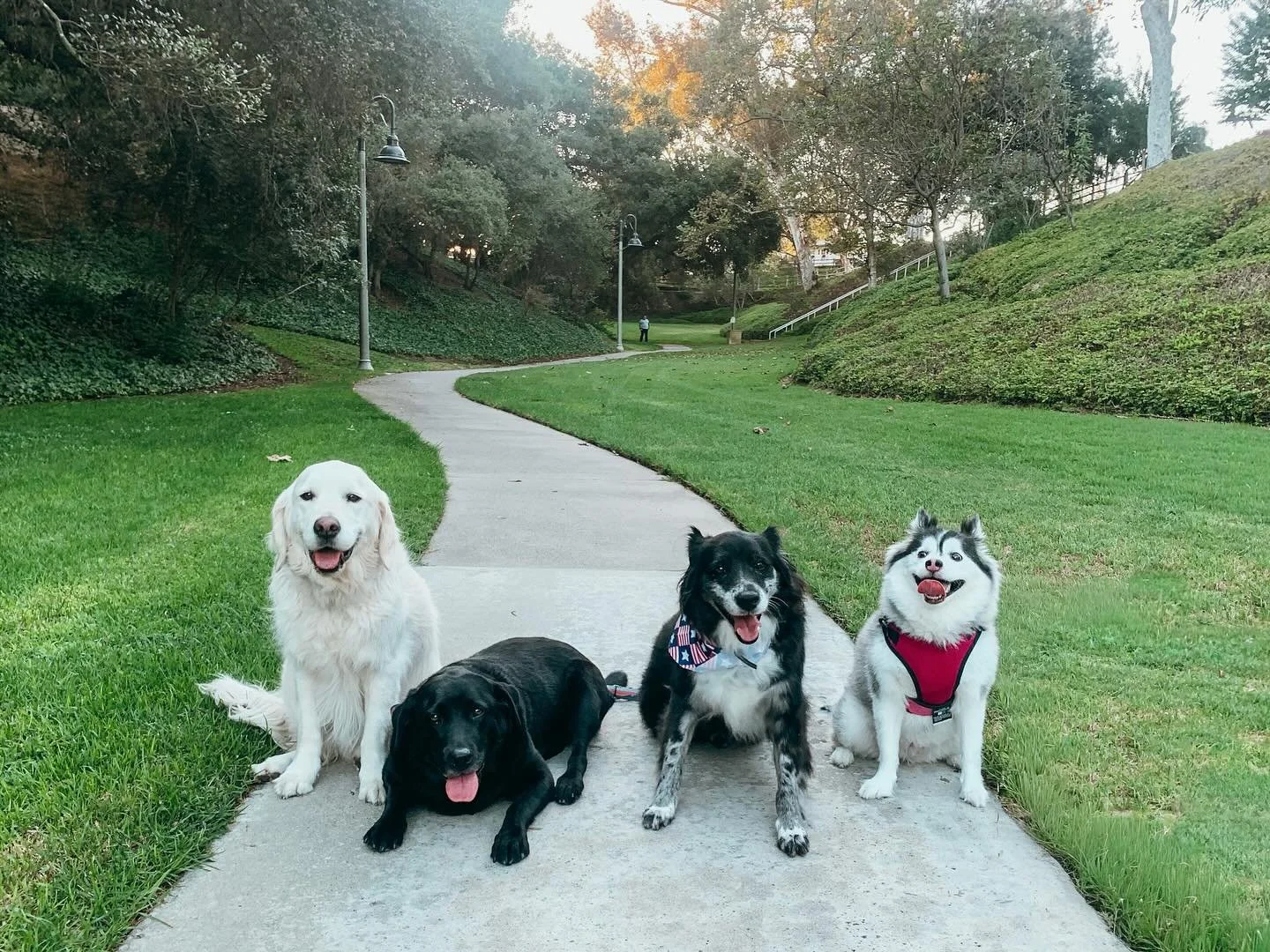 Sunset crew 

Pack walks aren&rsquo;t just exercise &mdash; they&rsquo;re a full mind and body workout for your pup! Give your dog the walk they deserve. Reserve your spot today, www.pupswillplay.com

#EnglishCreamRetriever #BlackLab #BorderCollieMix