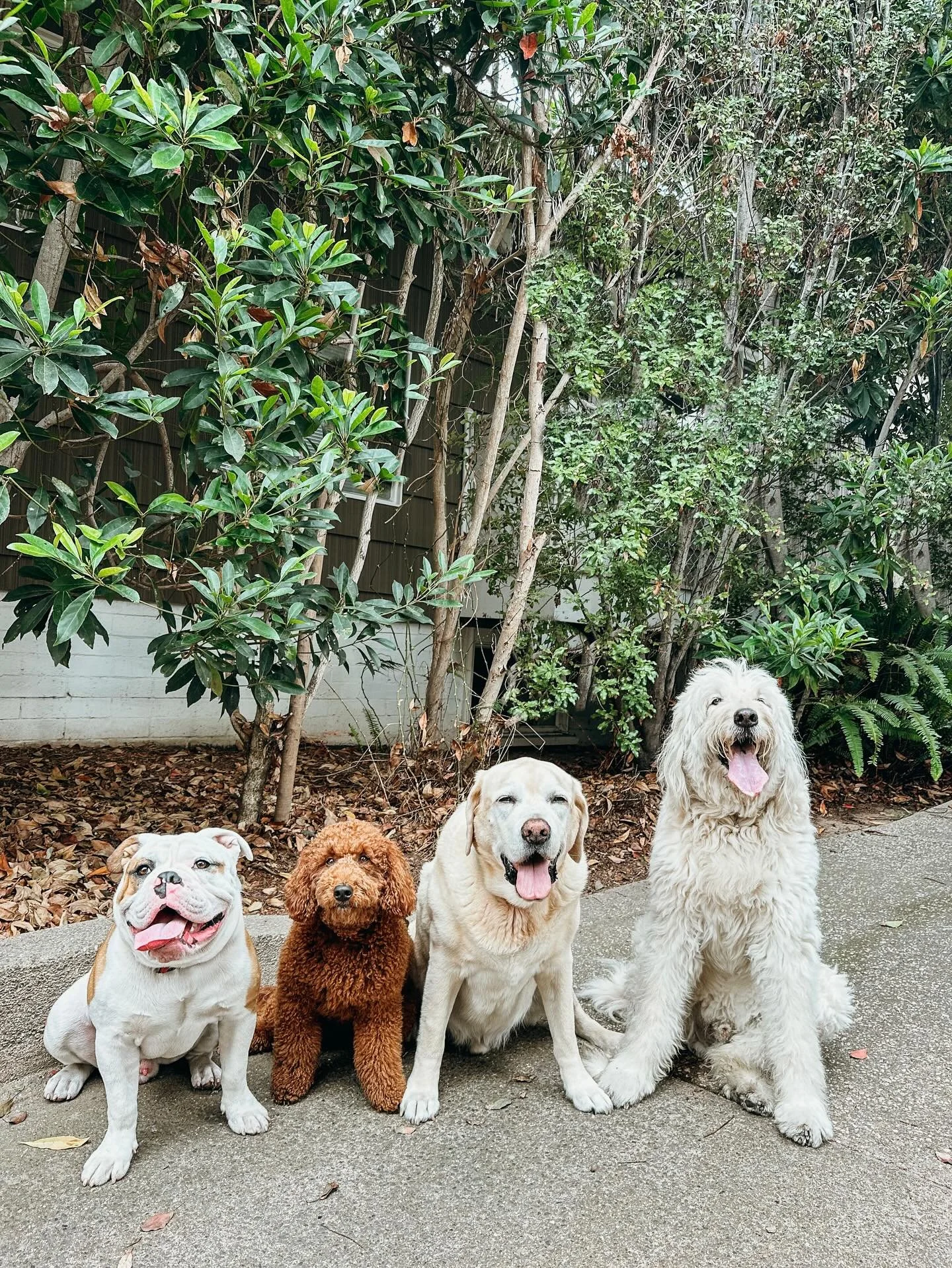 Why you should hire a professional dog walker? 
Pups Will Play offers; a high level of professionalism, consistently, peace of mind, specialized senior care &amp; pet CPR/first aid. Book an individual or pack walk today 

#BullDog #GoldenDoodle #Yell