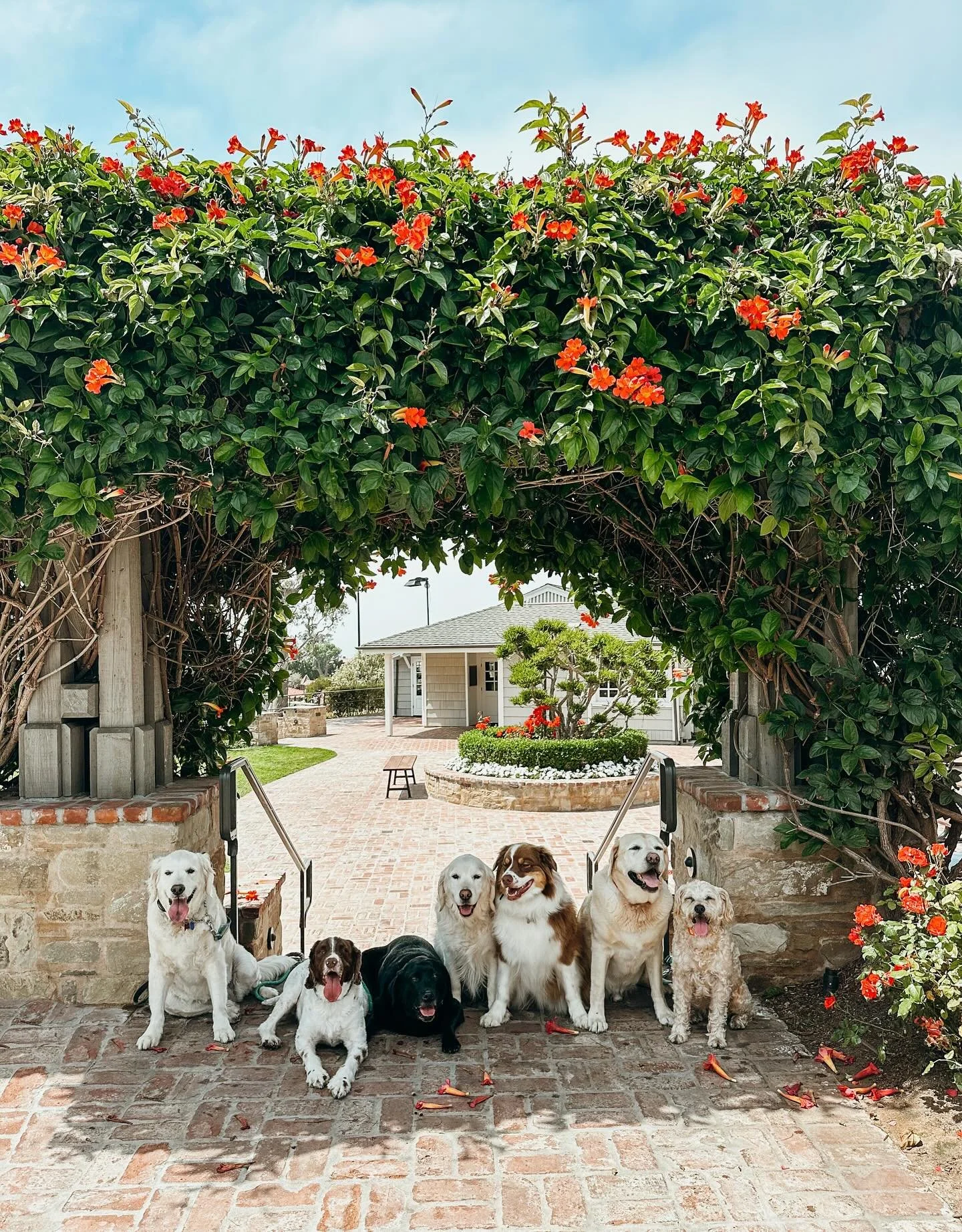 We walk 6 days a week. Schedule your pup&rsquo;s next adventure with us. Plus, enjoy post-walk photos and personalized report cards straight to your inbox!

#GoldenRetriever #SpringerSpaniel #BlackLab #EnglishCream #AustralianShepherd #YellowLab #Who
