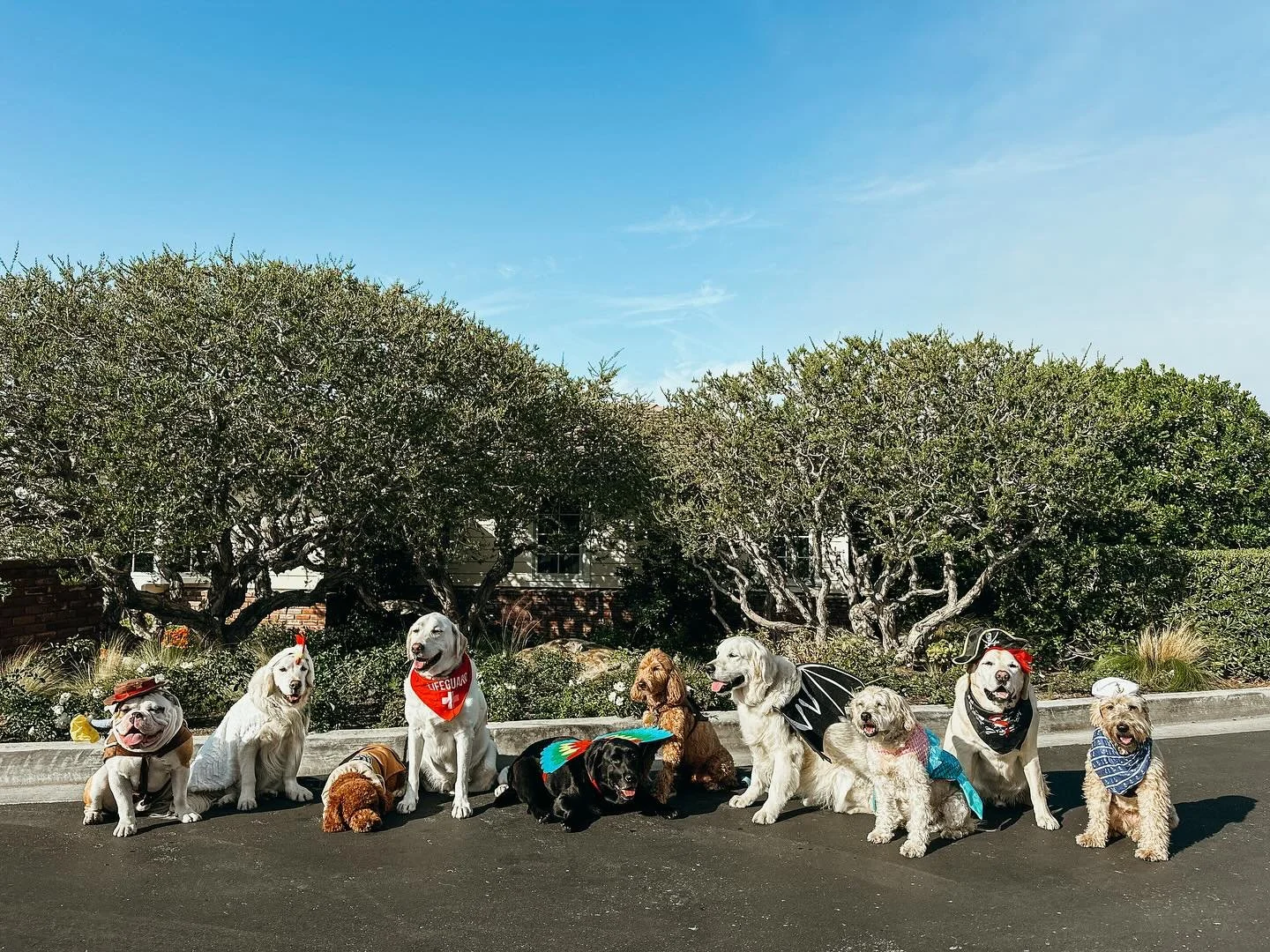 Happy Howl-o-ween from these cuties! 

🤠🐓☕️🛟🦜🐎🦇🧜🏼&zwj;♀️🏴&zwj;☠️⚓️