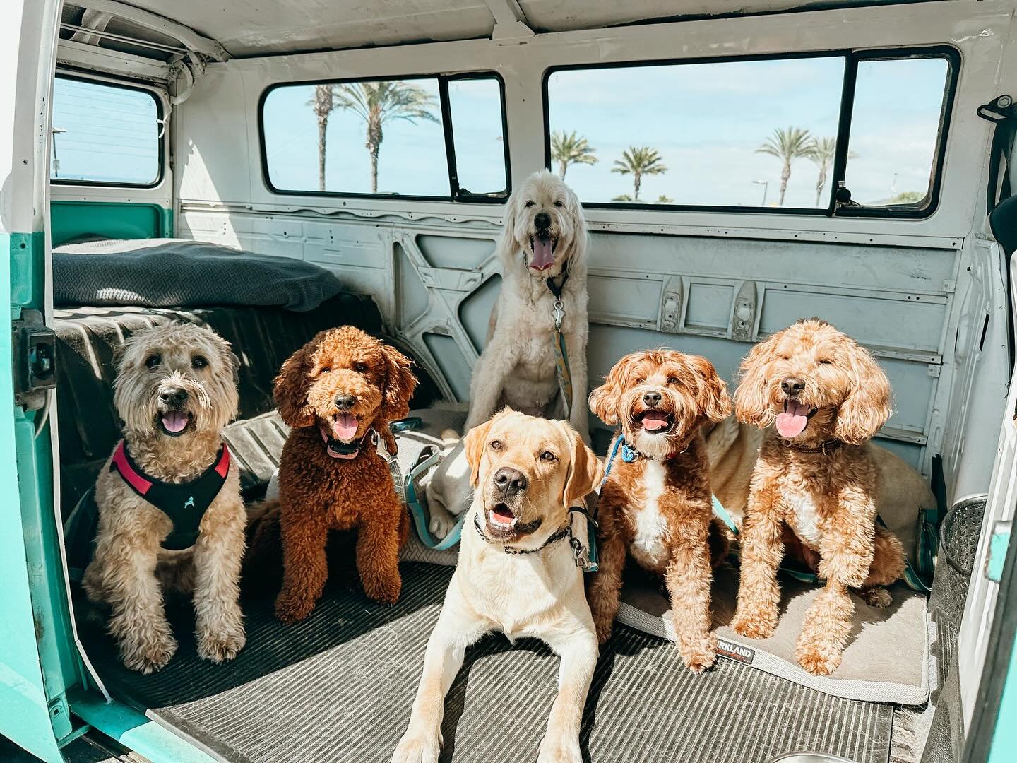 Good vibes, cool rides, and the happiest pups around

Here at Pups Will Play, we cruise up in our vintage VWs, leashes ready for a sun-soaked adventure. Visit www.pupswillplay.com to learn more 

#WheatonTerrier #MiniGoldenDoodle #GoldenDoodle #Yello