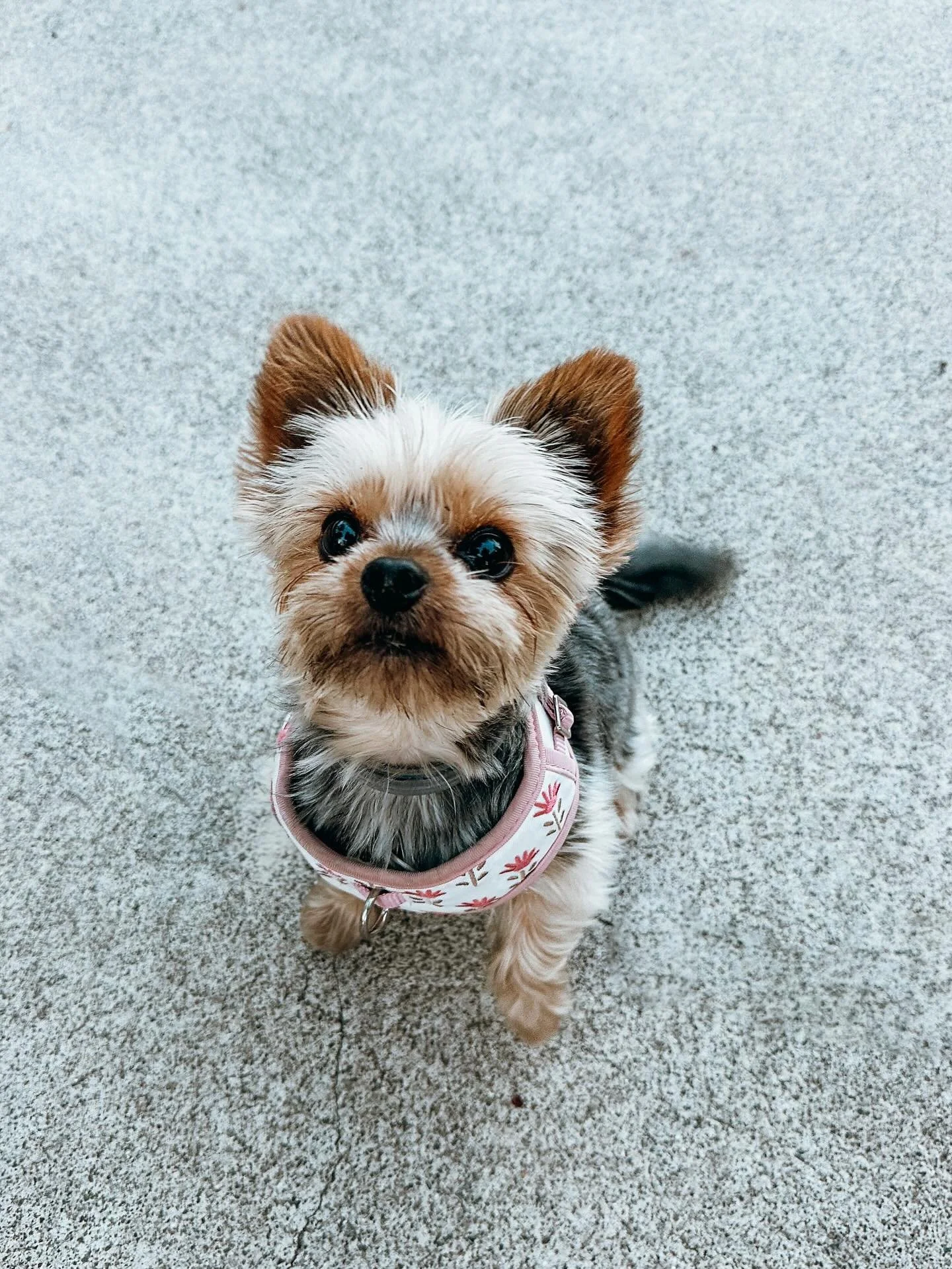 We offer walks 6 days a week, from individual to pack walks. Visit our website to learn more. The best part; your pup will be tired, you'll be noticed post walk with a photo &amp; pup report card

#Yorkie
