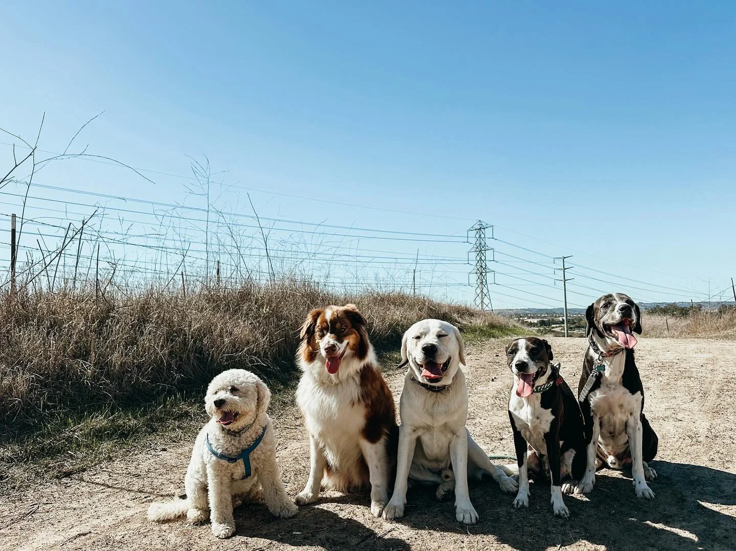 Enrichment, exploration, and tons of tail wags, our hikes are packed with fun. Give your pup the adventure they deserve, and enjoy peace of mind knowing they are having the best time 

#BicheonFrise #AustralianShepherd #WhiteLab #MuttMixes