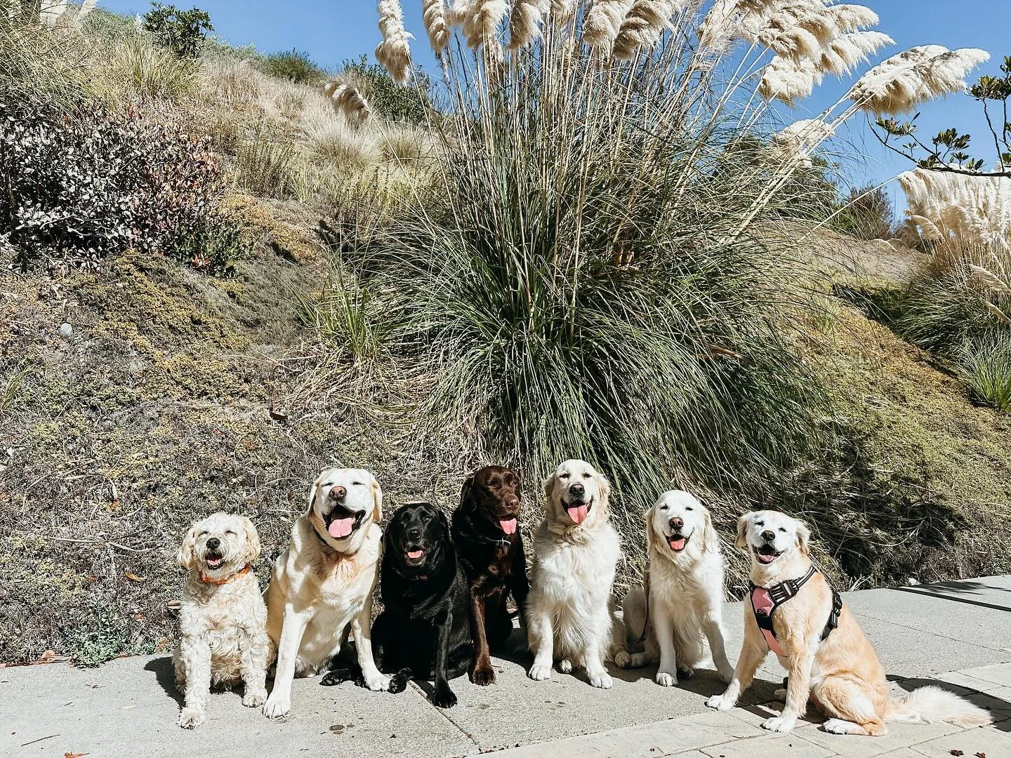 We roll up in our vintage VW, scoop up the crew, and head out on an adventure. Every walk is a chance for your pup to experience something new; new friends,  new smells &amp; new trails. Book some fun for your pup 

#Whoodle #YellowLab #BlackLab #Cho