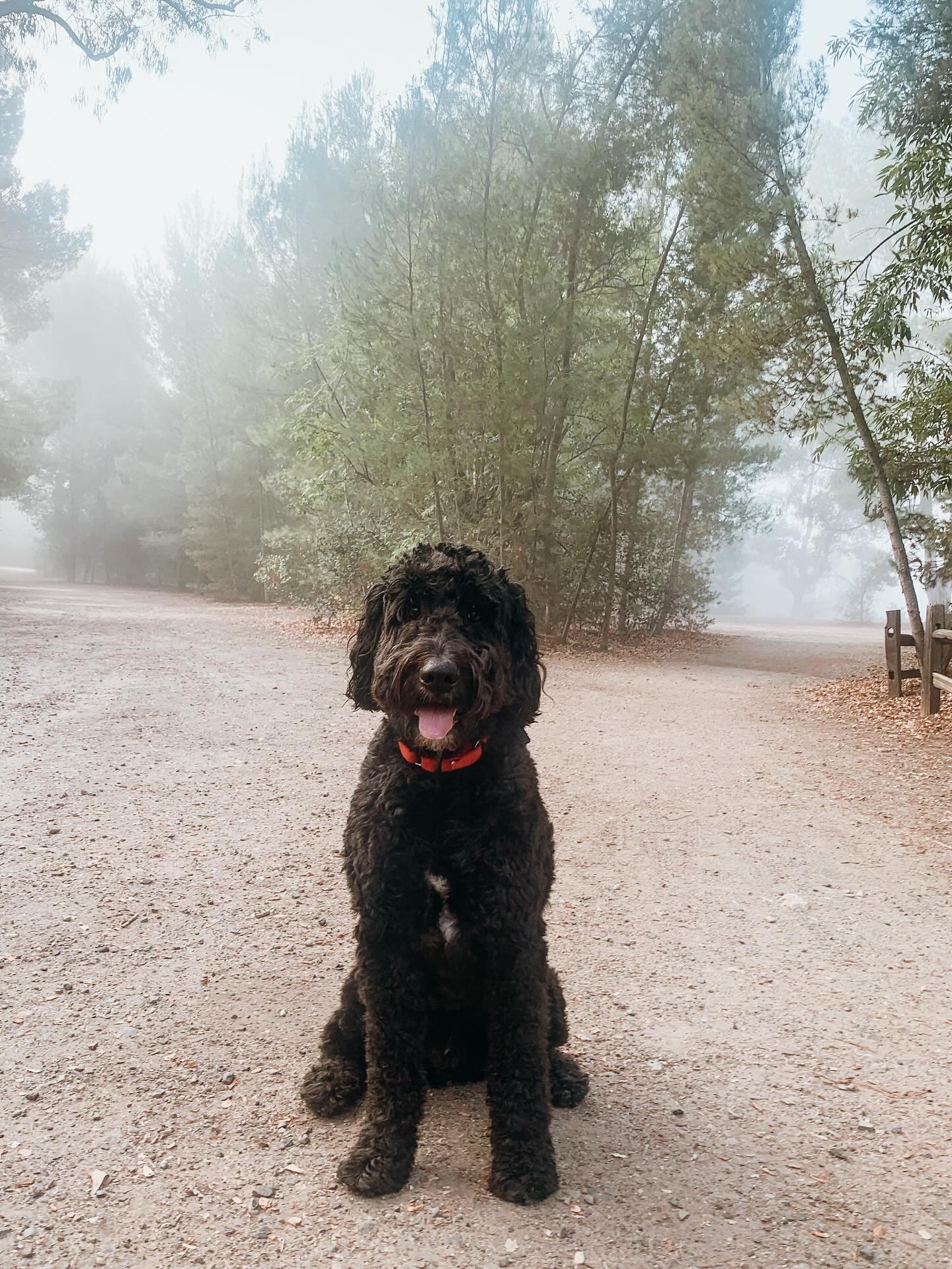 Individual walk, we've got you covered, it's all about some 1-1 time. Perfect for focused training and personalized especially for your pup. 

#GoldenDoodle