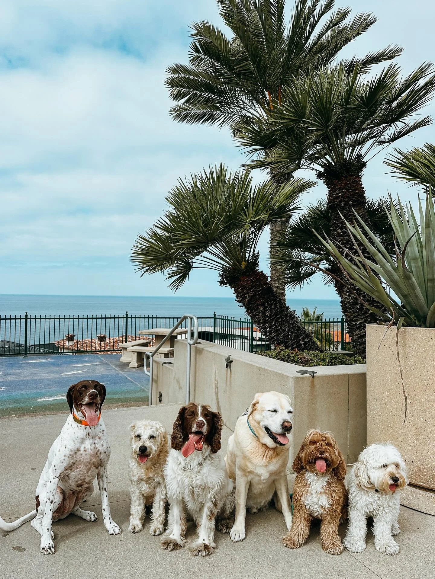 Why you should hire a professional dog walker? 
Pups Will Play offers; a high level of professionalism, consistently, peace of mind, specialized senior care &amp; pet CPR/first aid. Book an adventure today 

#GSP #Whoodle #SpringerSpaniel #YellowLab 