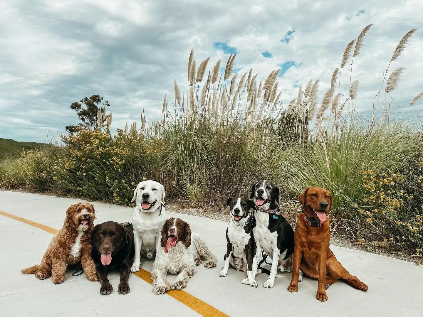 We&rsquo;re pet parents too, so we know the guilt of leaving your pup on a long day. That&rsquo;s why we offer consistent, loving care you can trust &mdash; from quick check-ins to adventurous hikes. Visit our website to book!

#MiniGoldenDoodle #Cho