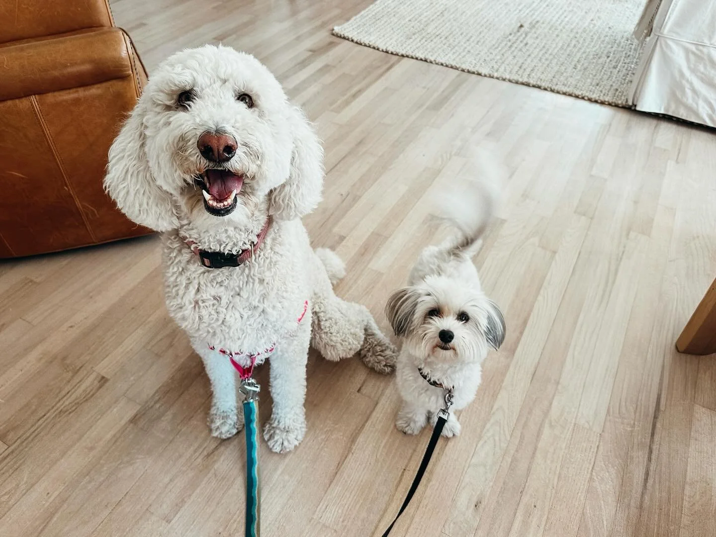 Ready &amp; raring to go 

We offer walks 6 days a week! Call or book ahead to schedule a walk for your pup. You will be notified post walk with a photo from outing &amp; pup report 

#Poodle #Havanese
