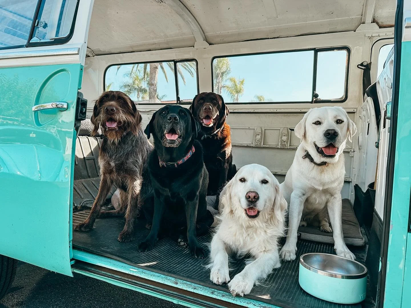 Adventure ready

Pack hikes are our favorite way to let dogs be dogs. They'll run their wiggles out, explore with their pals, and  sniff to their hearts content. Your pup will come home happily tired and a bit dusty

#WiredHairPointingGriffon #BlackL