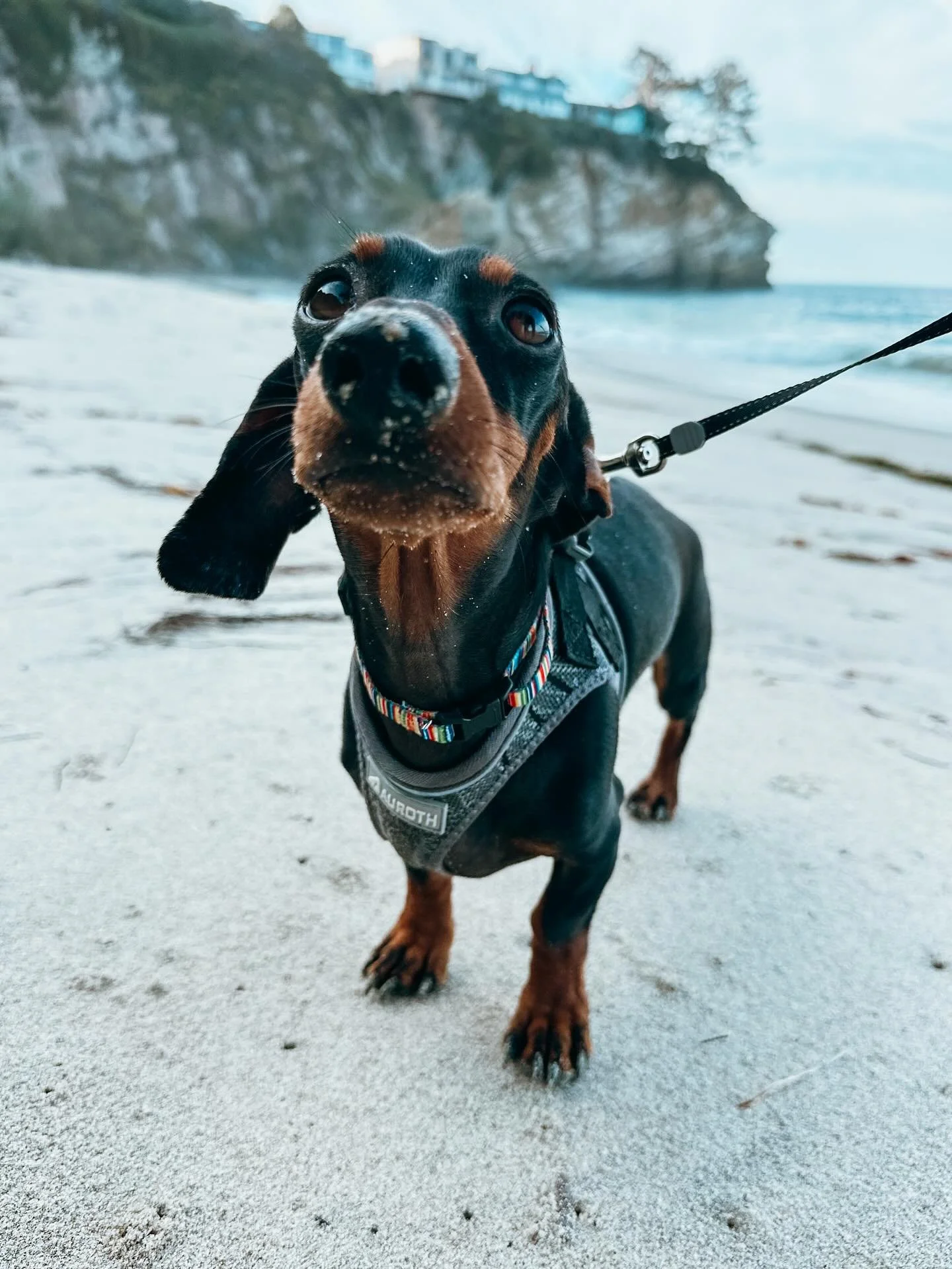 Is your pup ready for a new adventure? We would love to introduce &amp; take them to the beach for beach for some fun. Visit our website to learn more 

#Dachshund