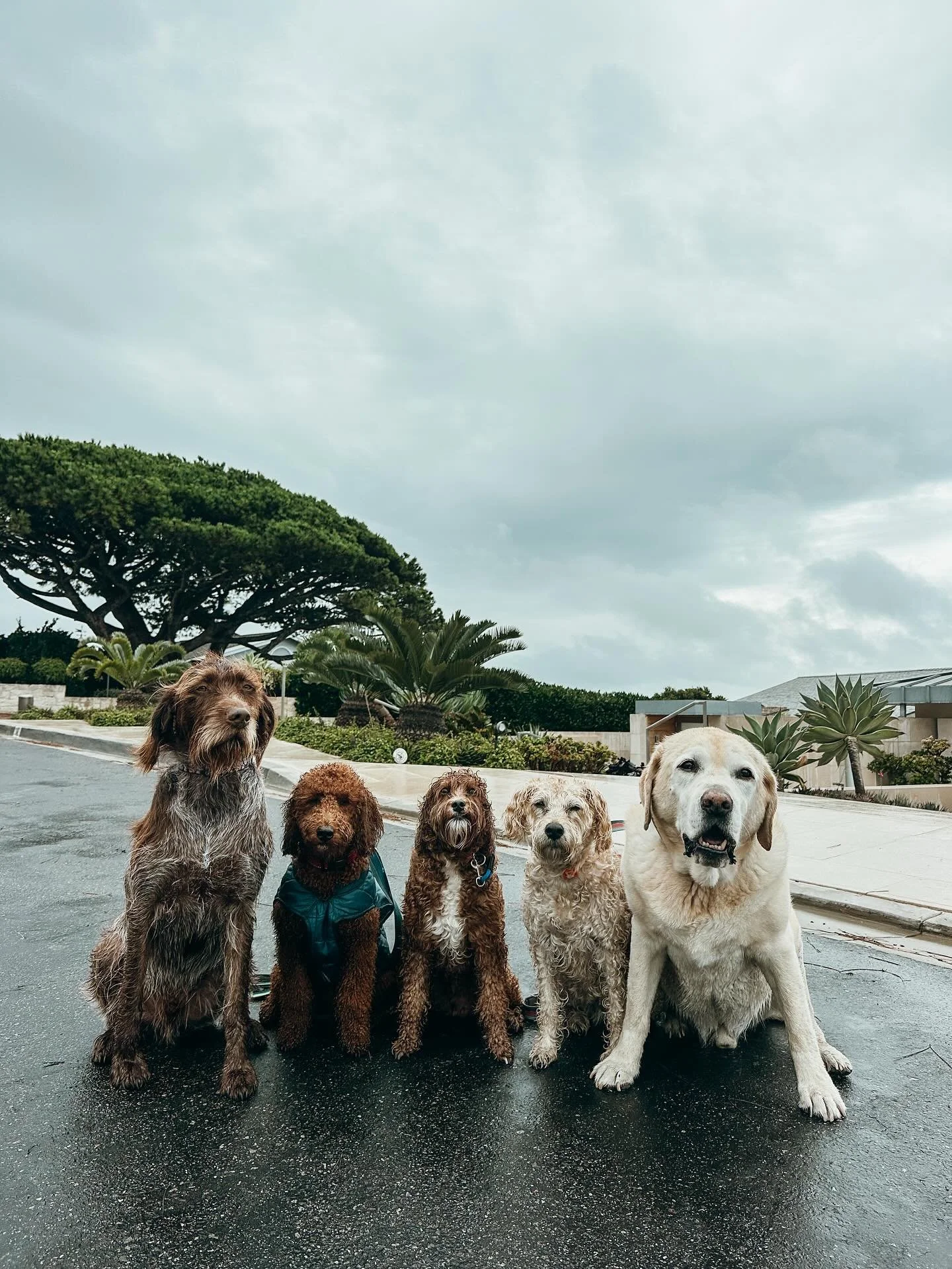 We walk in the rain! 

Just remember to leave a towel out and we will wipe/dry off your pup before letting them back in the house 

#WiredHairPointingGriffon #MiniGoldenDoodle #Doodle #Whoodle #YellowLab