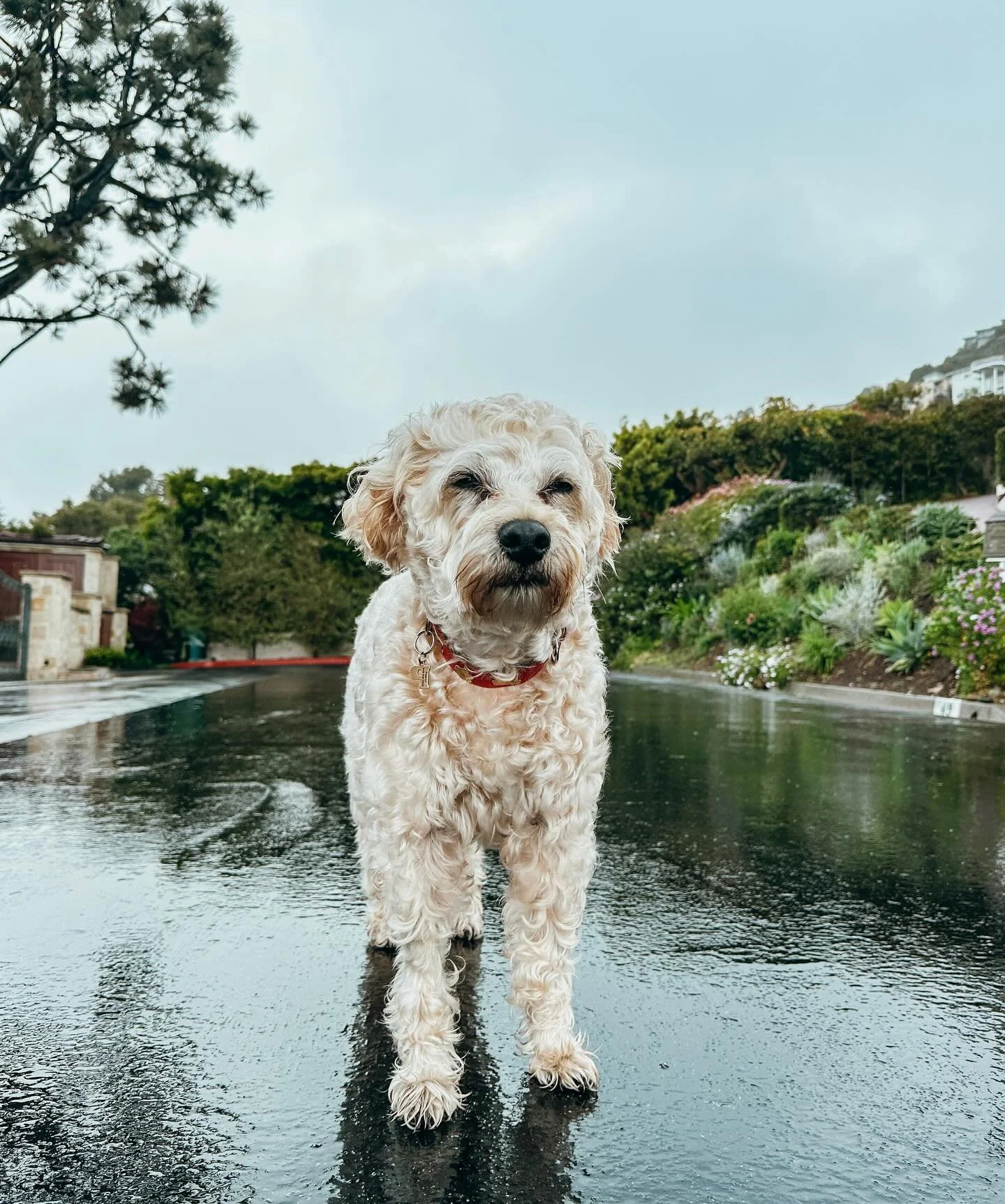 Rain or shine, the adventure goes on! 

At Pups Will Play, a little weather never slows us down. Our pups bundles up, shake off the drizzle, and pound the pavement. Rainy walks mean fresh scents, fun puddles, and that happy pups

#Whoodle