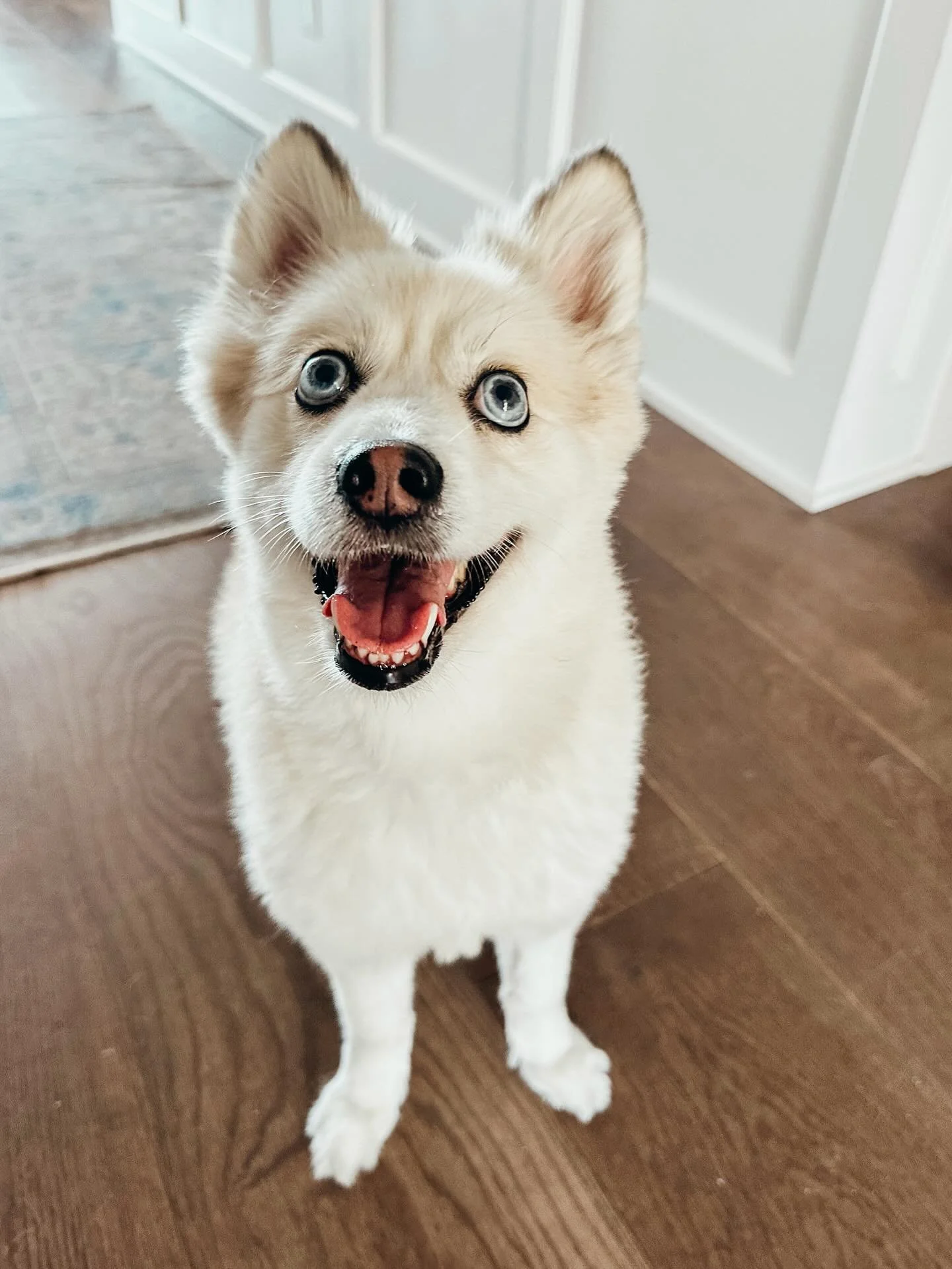 We customize our pet sitting services to best serve you &amp; your pup. If you are headed out of town, don't wait to reserve you slot for overnight pet sitting &amp; check in services

#Pomsky