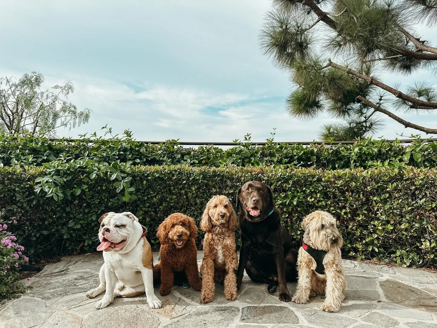 Keep your pup active, social, and well-mannered with our pack walks! If your pup needs a little extra leash training? We&rsquo;ve got you covered, book a walk with us

#BullDog #GoldenDoodle #Labradoodle #ChocolafeLab #WheatonTerrier