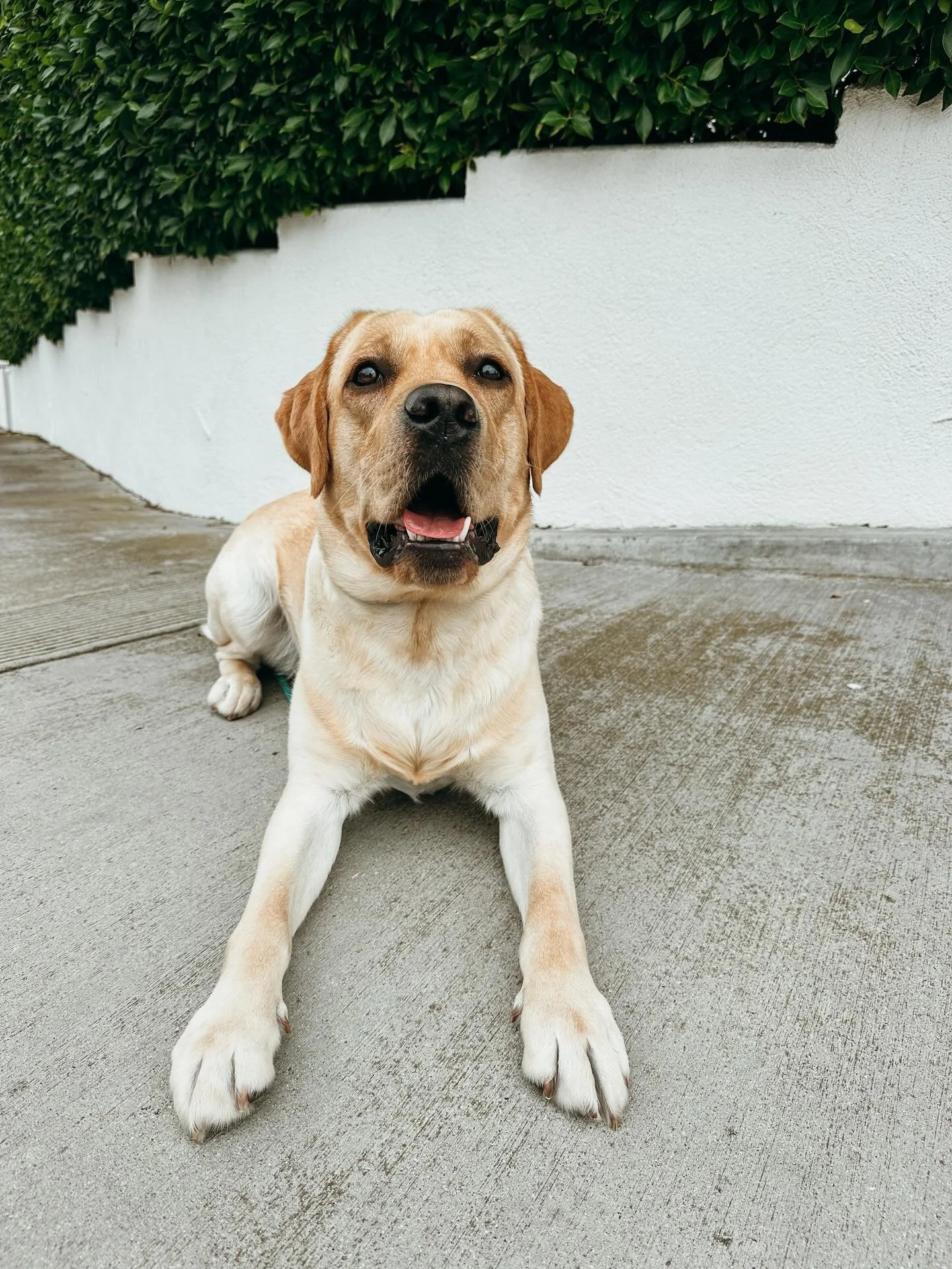 For dogs who prefer solo strolls or need a little reinforcement training, our 1-1 walks are focused and personalized specifically for your pup. Visit our website to learn more 

#YellowLab