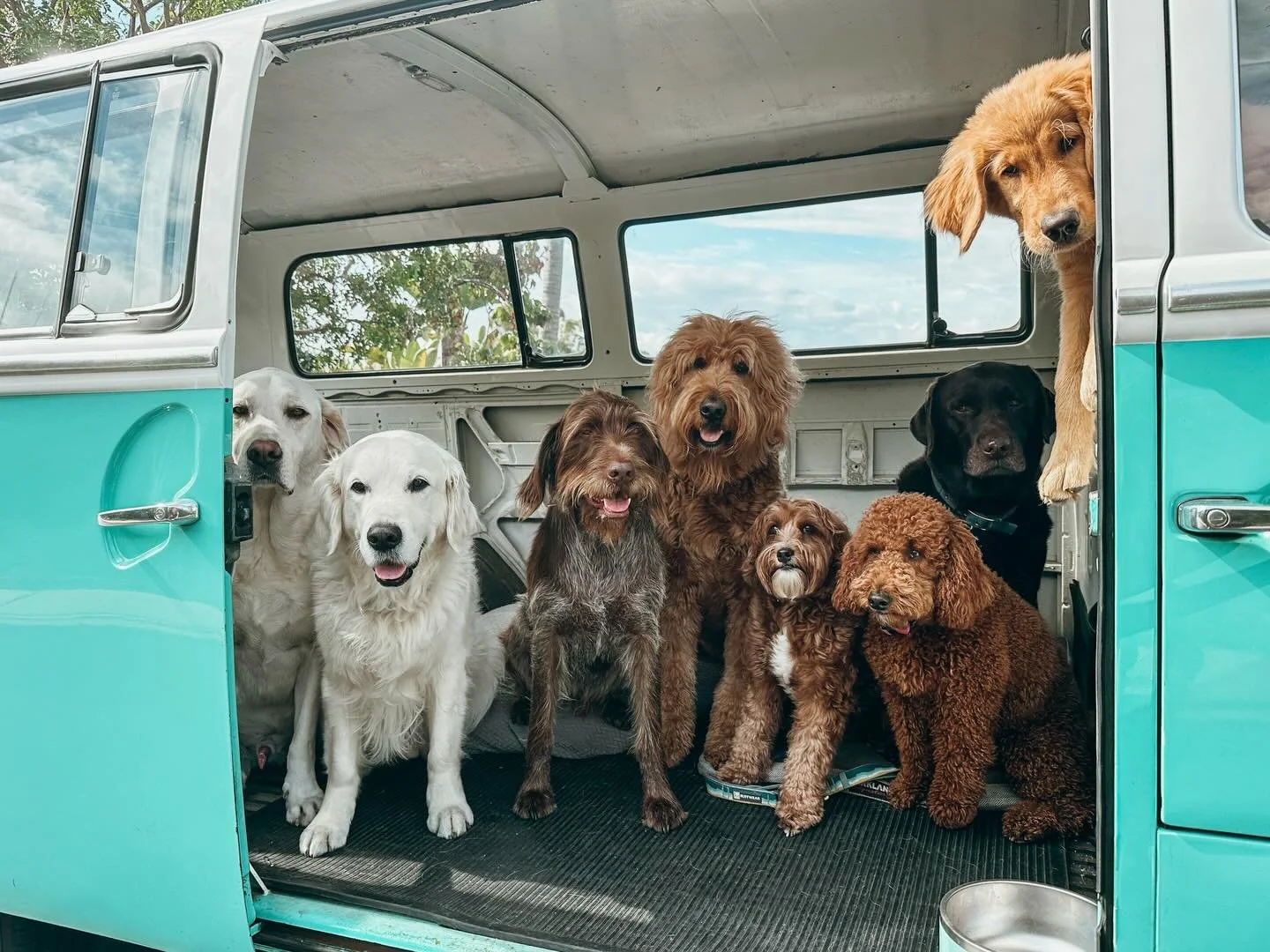 At Pups Will Play, we believe every dog deserves more than just a walk, they deserve adventure and personalized care. Our boutique dog walking and pet sitting services brings the fun right to your doorstep, in a classic VW! From playful pack walks to