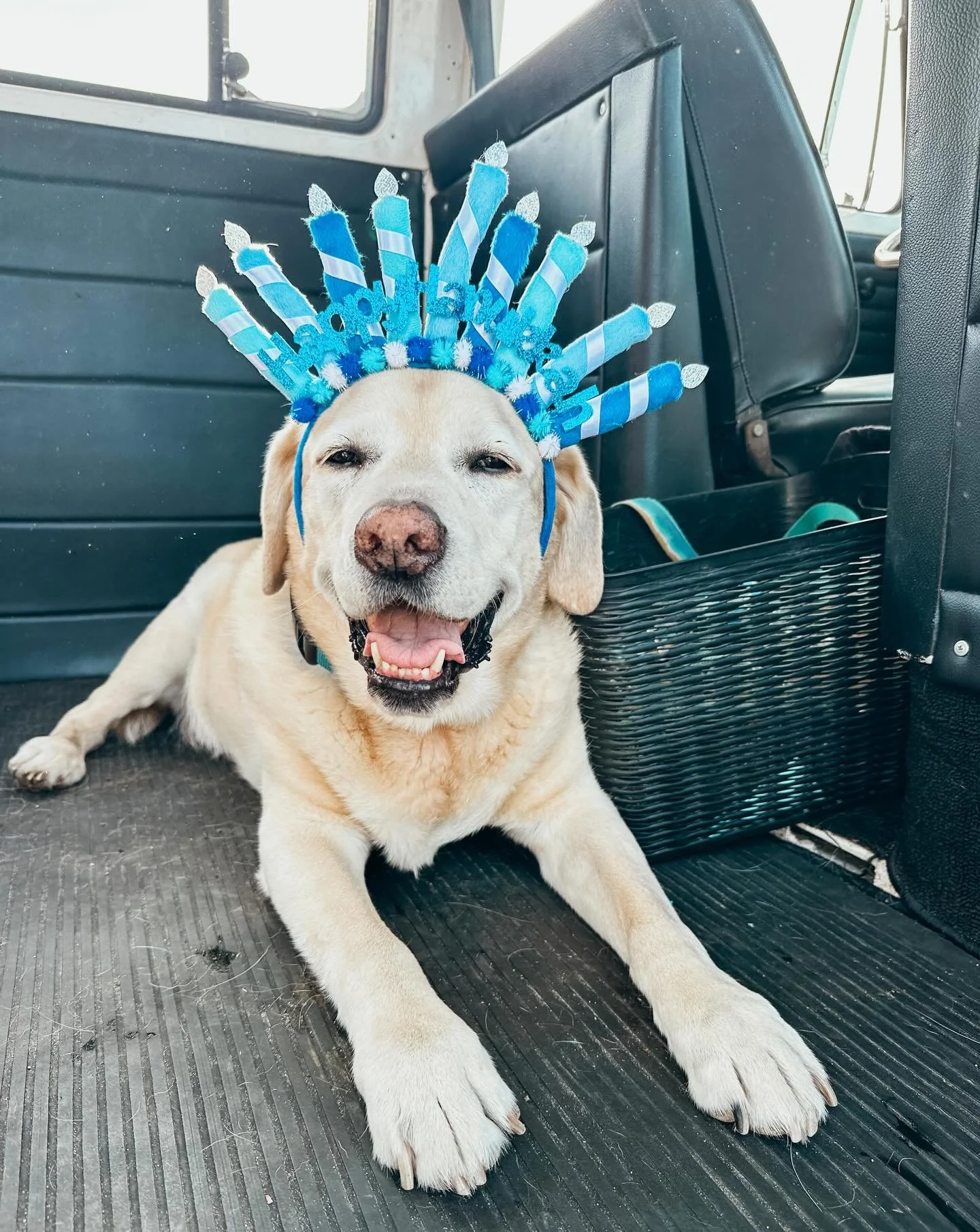 Happy Hanukkah pups! 

#PupsWillPlay