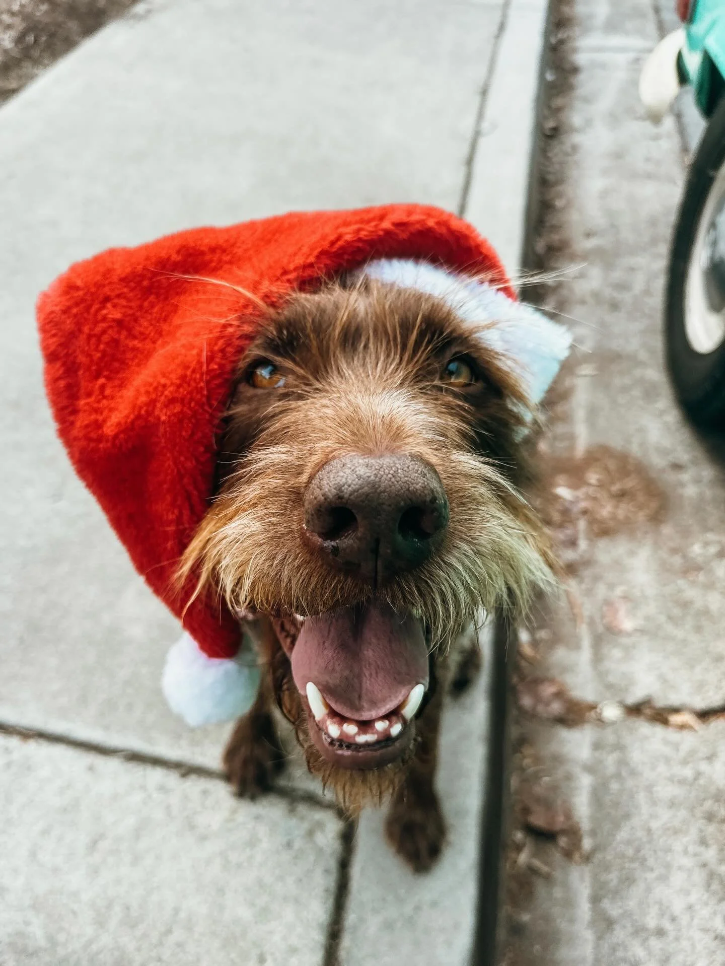 Happy Holidays from Santa Paws 

Busy workdays? Weekend getaways? Holiday travels? Pups Will Play is here to keep your pets happy and cared for. Link in bio to learn more 

#PupsWillPlay