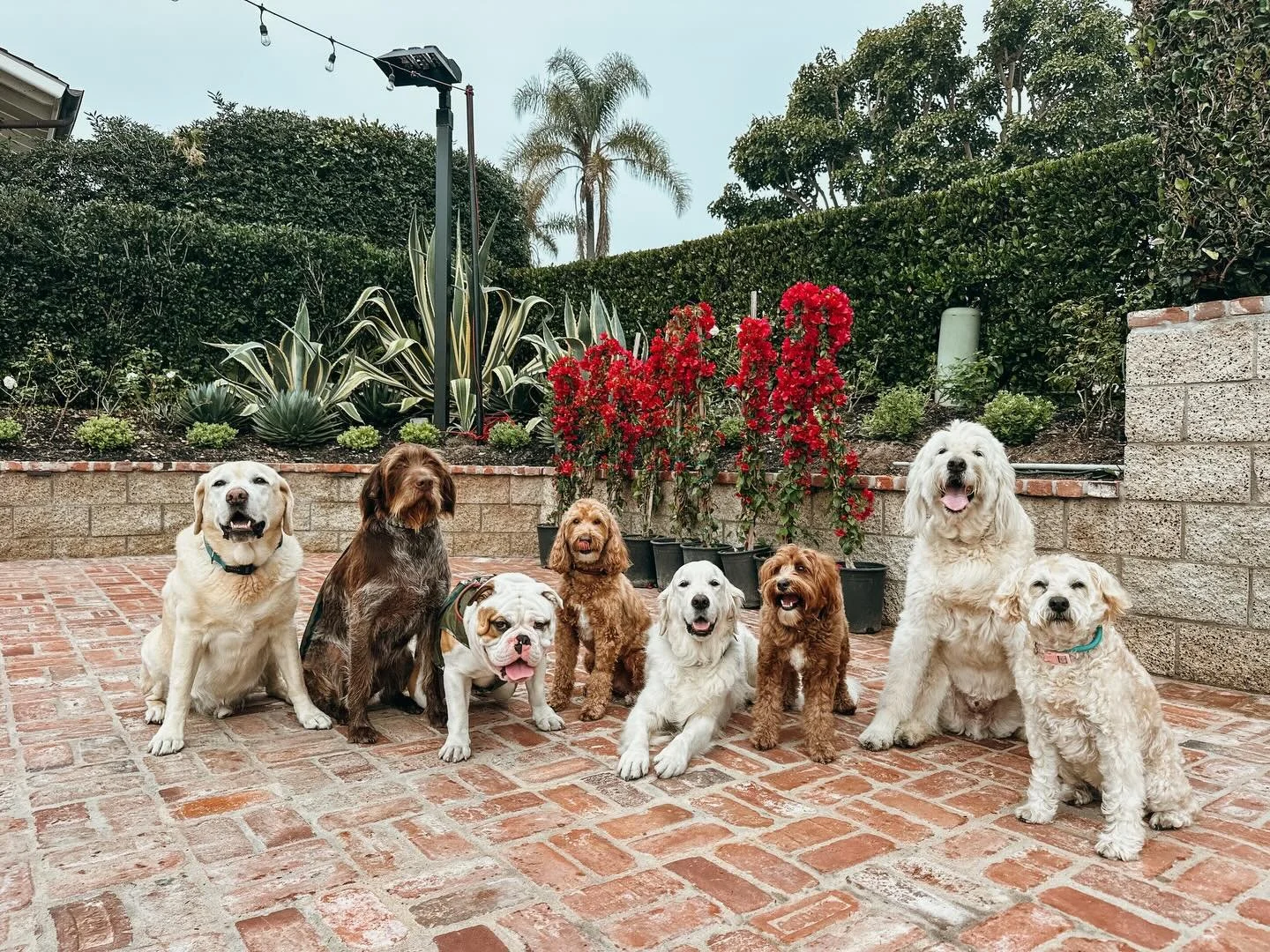 Pack walks build confidence, improve manners, and strengthen social skills; all while your dog gets a full-body workout and a ton of fun

Happy, tired pups are the best pups

#PupsWillPlay