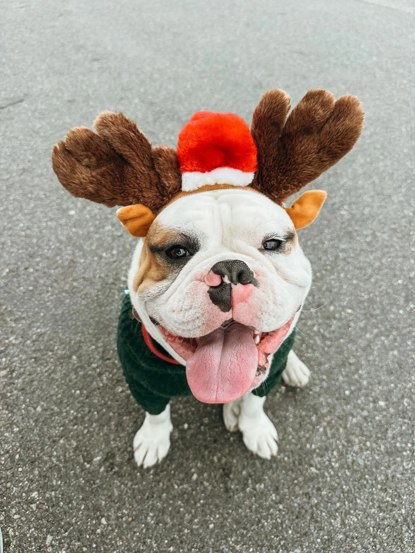 Happy Christmas!

#ChristmasPups #PupsWillPlay