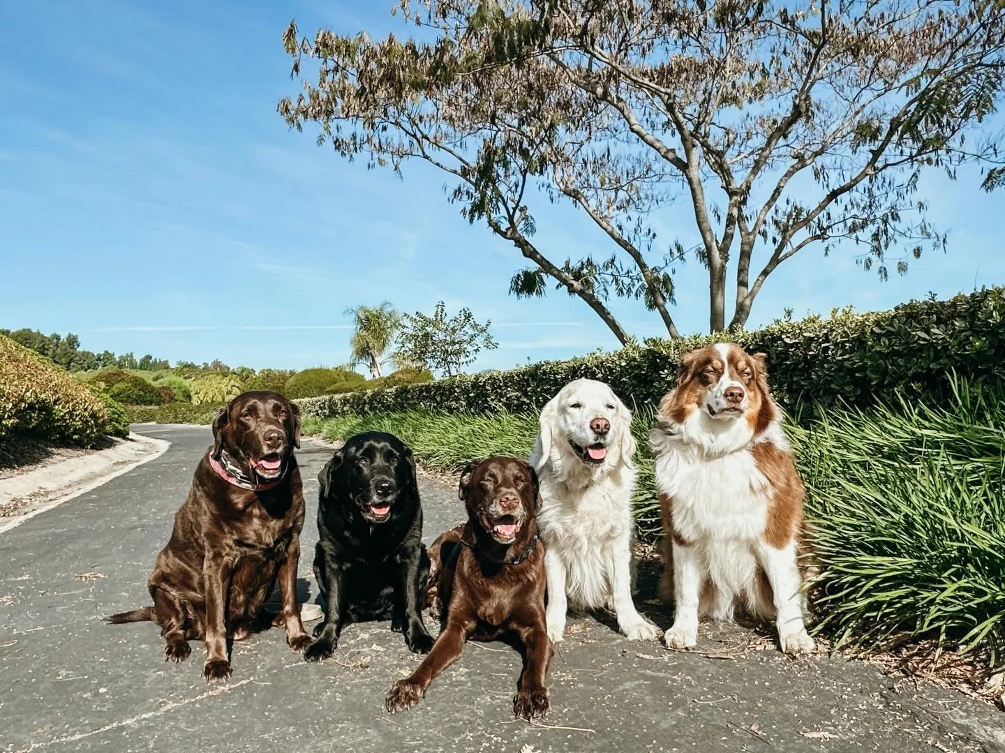 Schedule your pup&rsquo;s next adventure with us. Enjoy post walk photos and personalized report cards straight to your inbox! We can't wait to meet you &amp; your pup 

#PupsWillPlay