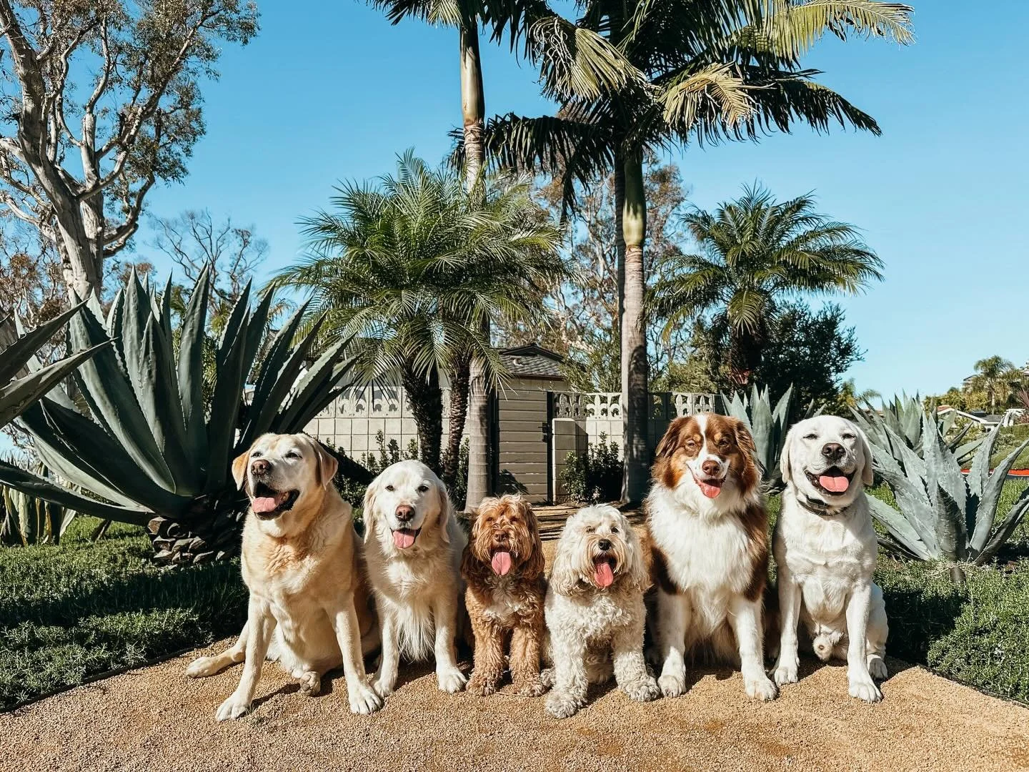 Our pack walks are all about good energy, social play, and exploring new spots together. We rotate routes, hit the trails &amp; different paths, and make sure every pup gets to stretch their legs, sniff around, and soak up the sunshine with their bes