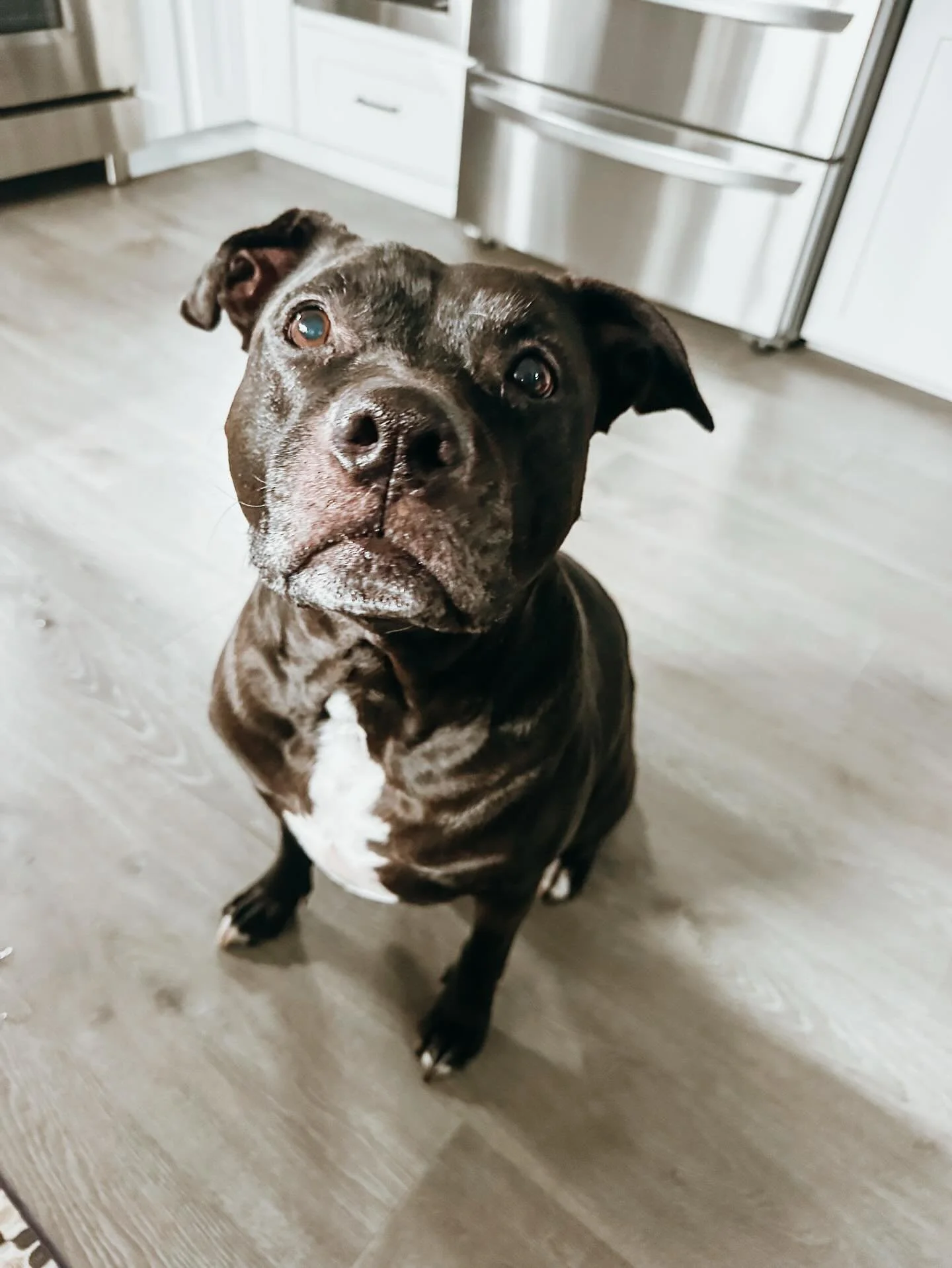 We get it, long days are hard especially around the holidays. That&rsquo;s where we come in, book reliable check-ins services for your pup, we are here to help 

#PupsWillPlay