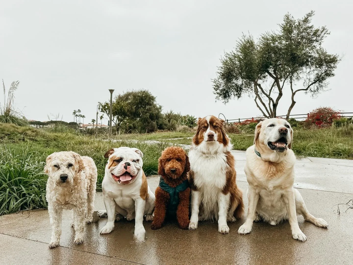 Rainy day walks 

Reminder we walk rain or shine, just leave a towel out for us &amp; we'll dry off your pup when they return home