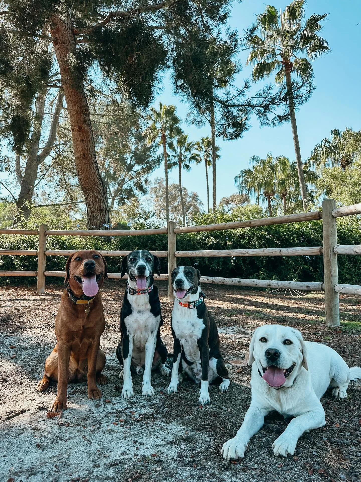The Pups Will Play trail mix: a little dirt, a lot of sunshine, and a pack of happy pups. Adventure always tastes better with friends. Book a pack adventure for your pup 

#PupsWillPlay
