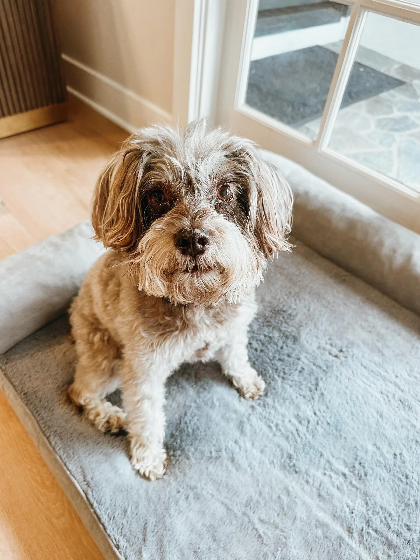 We get it, long days are hard. That&rsquo;s where we come in. Reliable check-ins and walks so your pup stays happy &amp; you stay worry-free. Book today on our website!

#PupsWillPlay