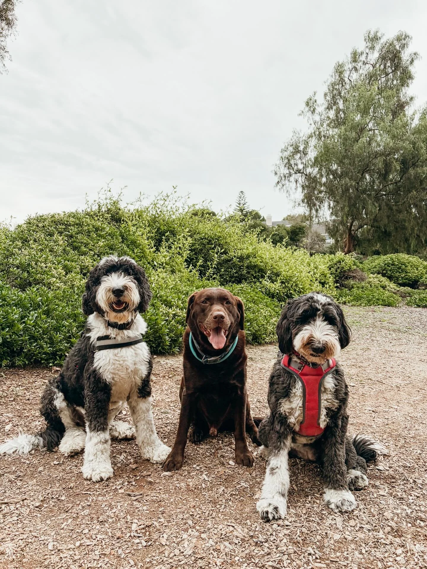 Our walks are full of exercise, enrichment &amp; exploration. Your pup will get the attention  he/she deserves &amp; you get your piece of mind knowing your pup is in loving hands

#PupsWillPlay