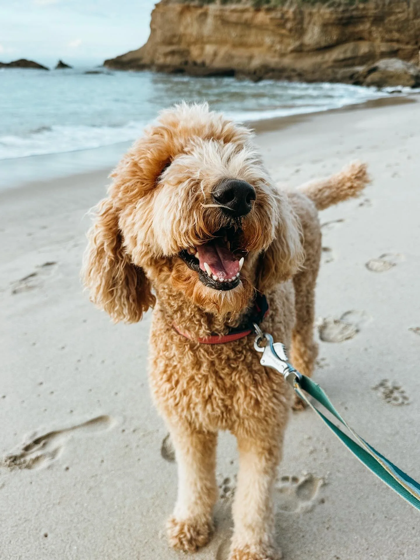 We offer individualized walks &amp; whats more fun than a little beach outing. Book some fun for your pup 

#PupsWillPlay