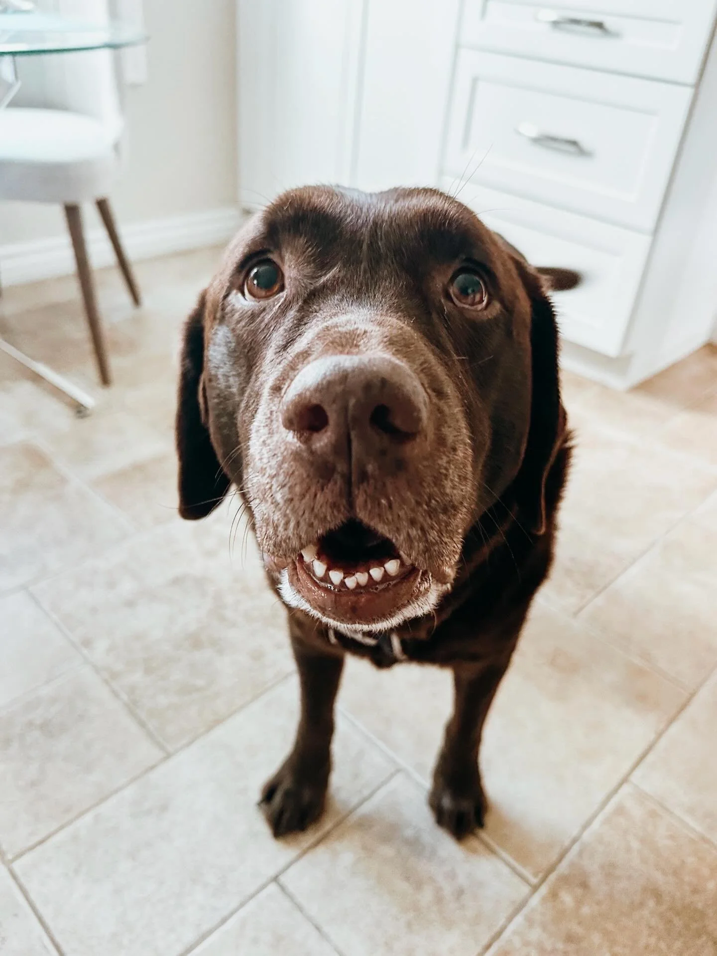 Busy day? Don&rsquo;t sweat it, we&rsquo;ll walk, play &amp; entertain your pup like they&rsquo;re our own, because happy pups = happy parents

#PupsWillPlay