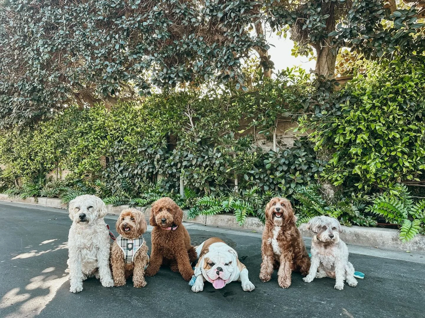 Just like you, we are pet parents &amp; know how difficult it can be when you have long days. We are here to help! Your pup deserves the best &amp; you deserve consistent, reliable quality pet care. Book a walk for your pup 

#PupsWillPlay