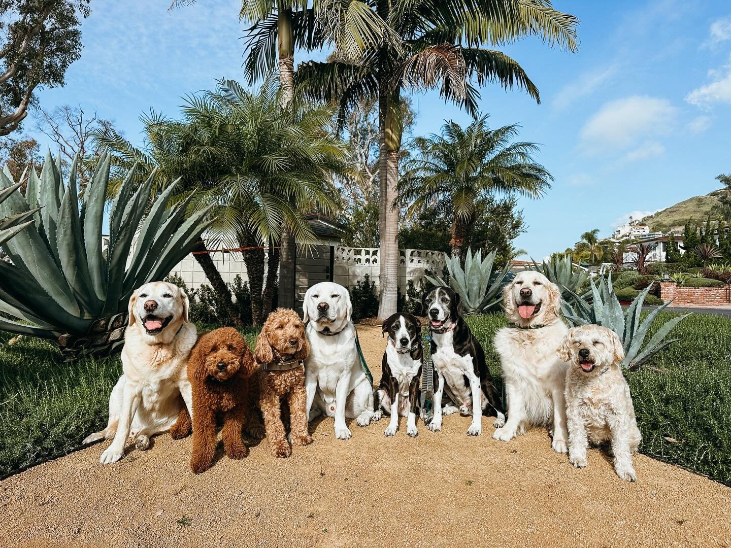 Our pack walks are all about good energy, social play, and exploring new spots together. We rotate routes, hit the trails, and make sure every pup gets to stretch their legs, sniff around, and soak up the sunshine with their best buds

#PupsWillPlay
