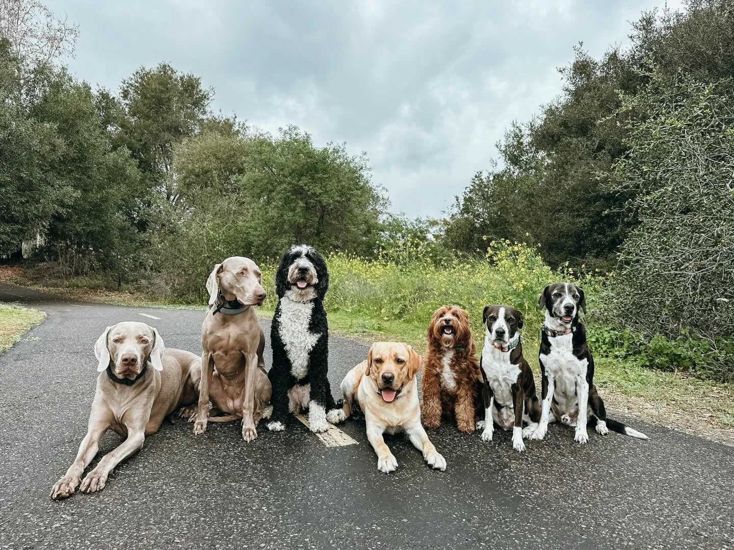 Enrichment, exploration, and tons of tail wags. Our walks &amp; hikes are packed with love and attention. Give your pup the adventure they deserve, and enjoy peace of mind knowing they&rsquo;re in the best hands

#PupsWillPlay