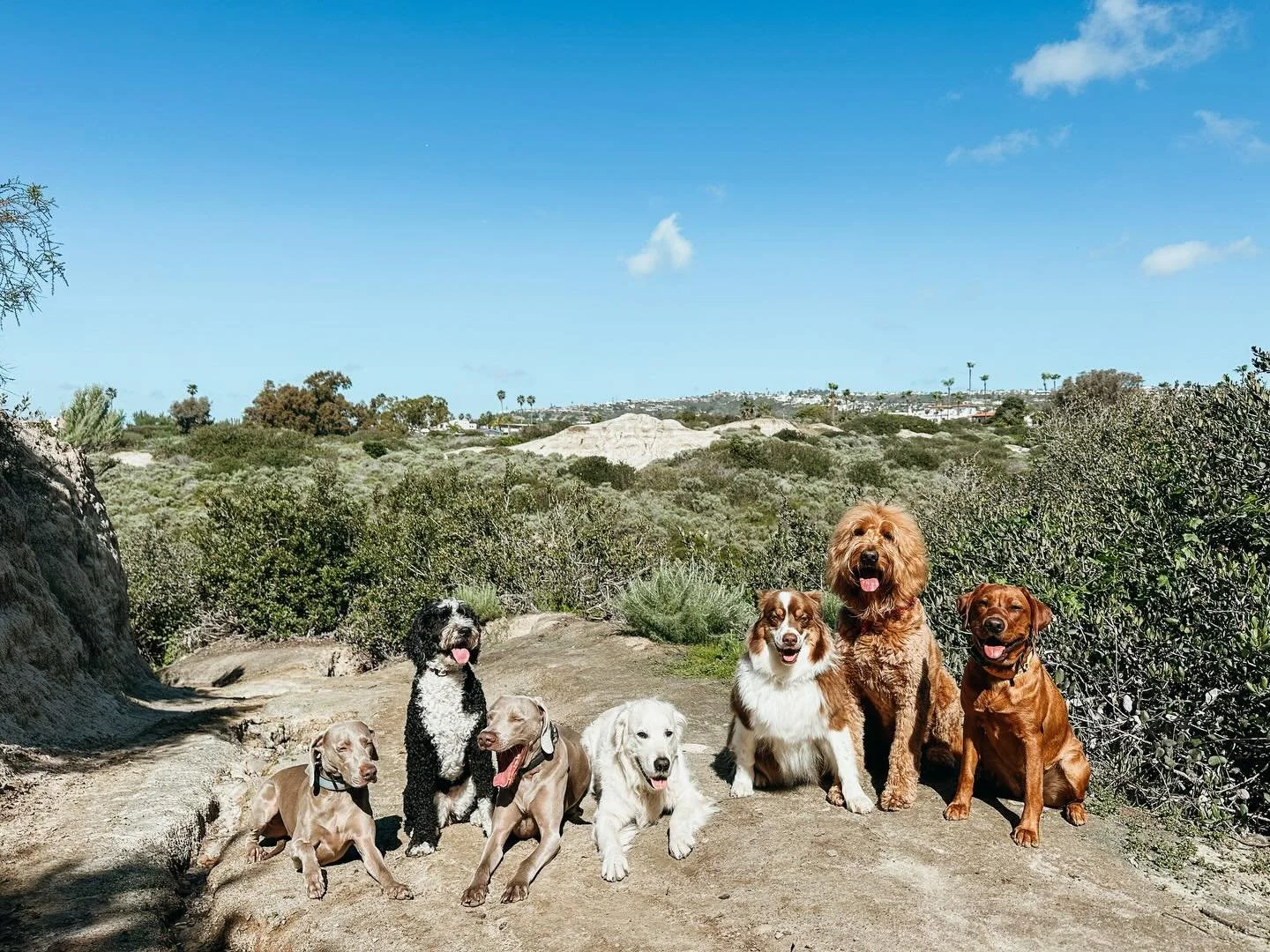 Hikes are great for added mileage &amp; mental stimulation. We change up our walking/hiking trails often to keep the pups engaged with plenty of new sniff spots 

#PupsWillPlay
