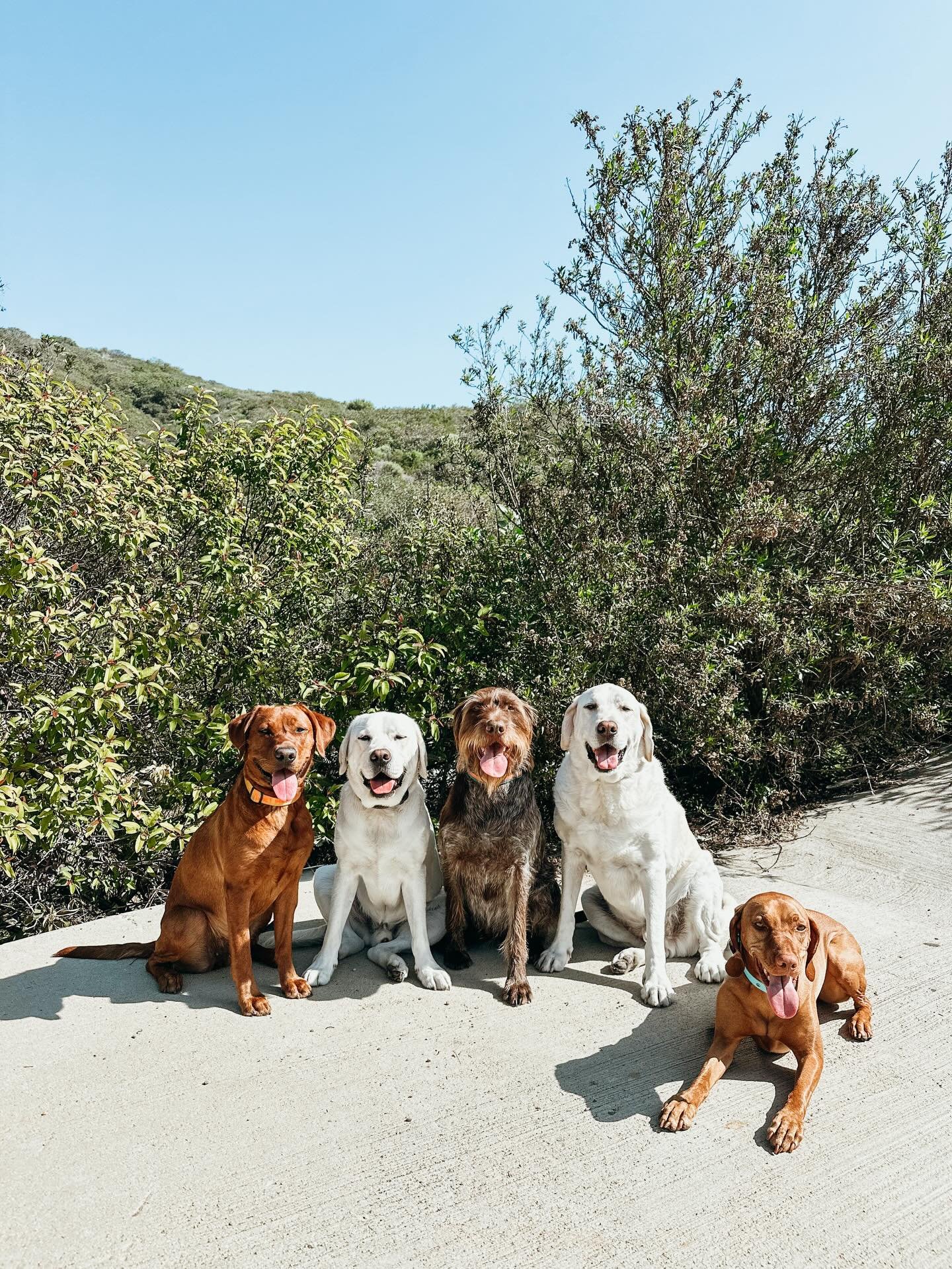 Large dog breeds like this group, require exercise. That's why we at Pups Will Play offer longer walks, hikes, 1/2 day &amp; full days to help burn off excess energy which in turn will help curb behavioral issues at home

#PupsWillPlay