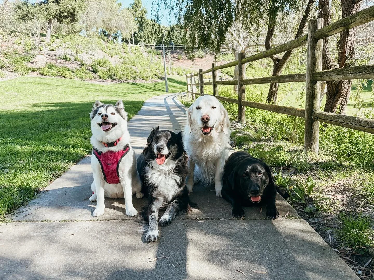 We roll up in our vintage VW, scoop up the crew, and hit the road for adventure. Every walk is a chance for your pup to bond, explore, and enjoy with their pals

#PupsWillPlay